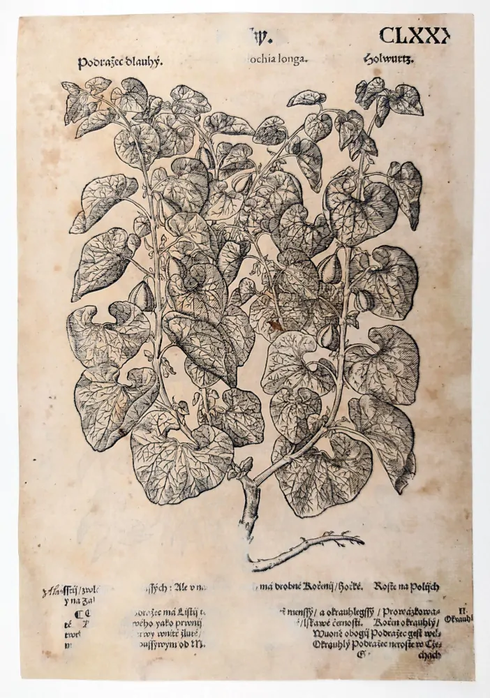 Mattioli Pietro Andrea – Podražec, původní dřevořez, 1562