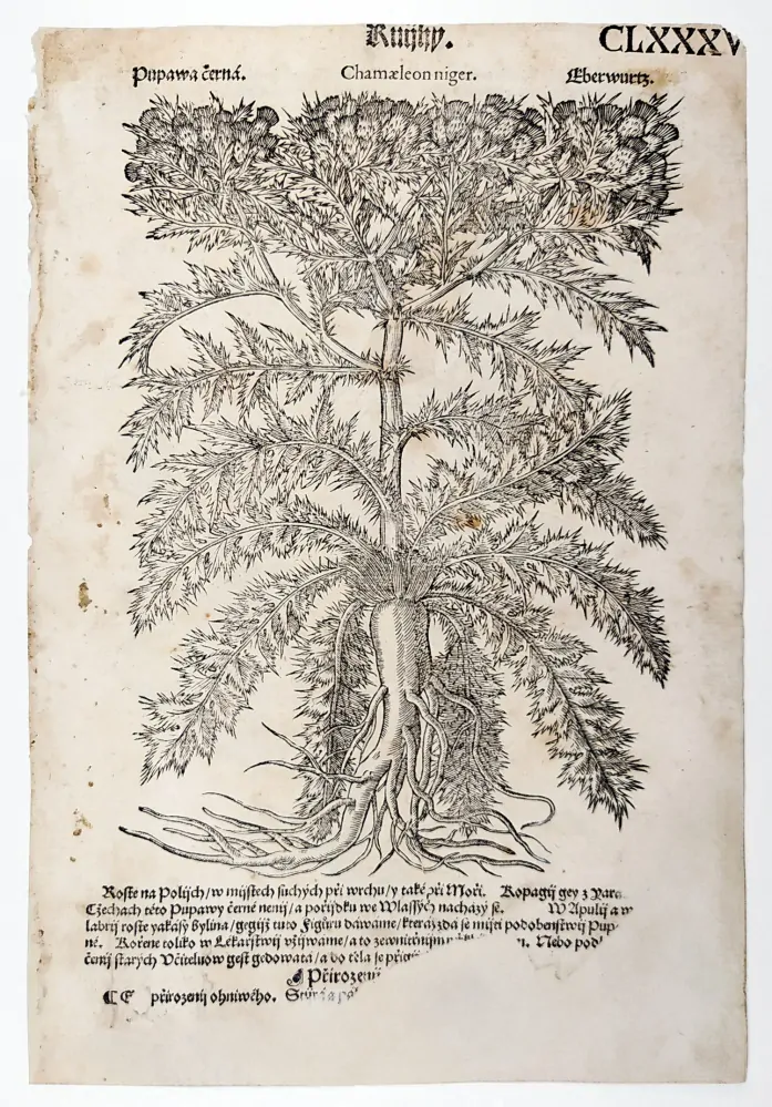 Mattioli Pietro Andrea – Štětka, Pupava, původní dřevořez, 1562