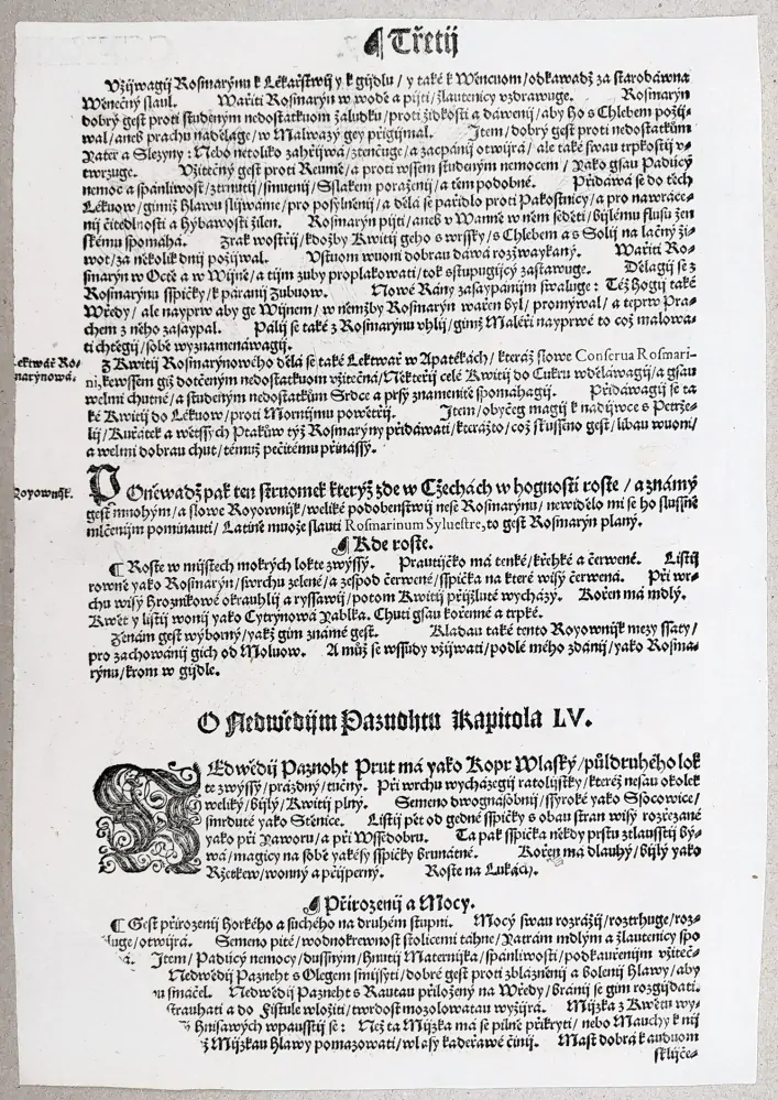 Mattioli Pietro Andrea – Rozmarýn lékařský, původní dřevořez, 1562