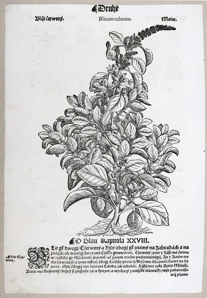 Mattioli Pietro Andrea – Šťovík koňský, Merlík červený, původní dřevořez, 1562