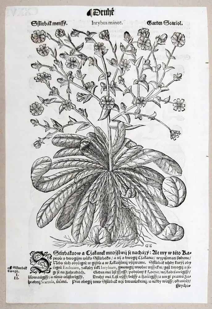 Mattioli Pietro Andrea – Čekanka listová, Čekanka štěrbák, původní dřevořez, 1562
