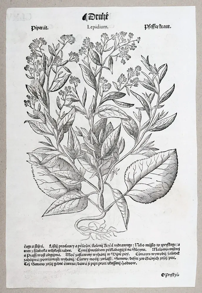 Mattioli Pietro Andrea – Kapara trnitá, Řeřicha piperát, původní dřevořez, 1562