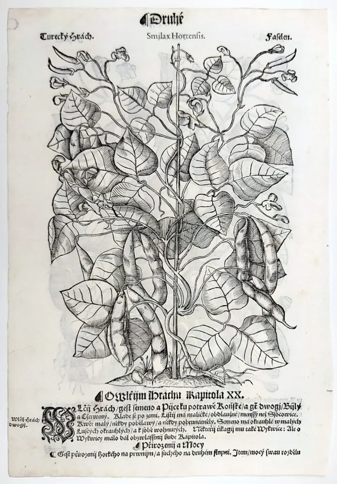 Mattioli Pietro Andrea – Fazol obecný, Hrách setý, původní dřevořez, 1562