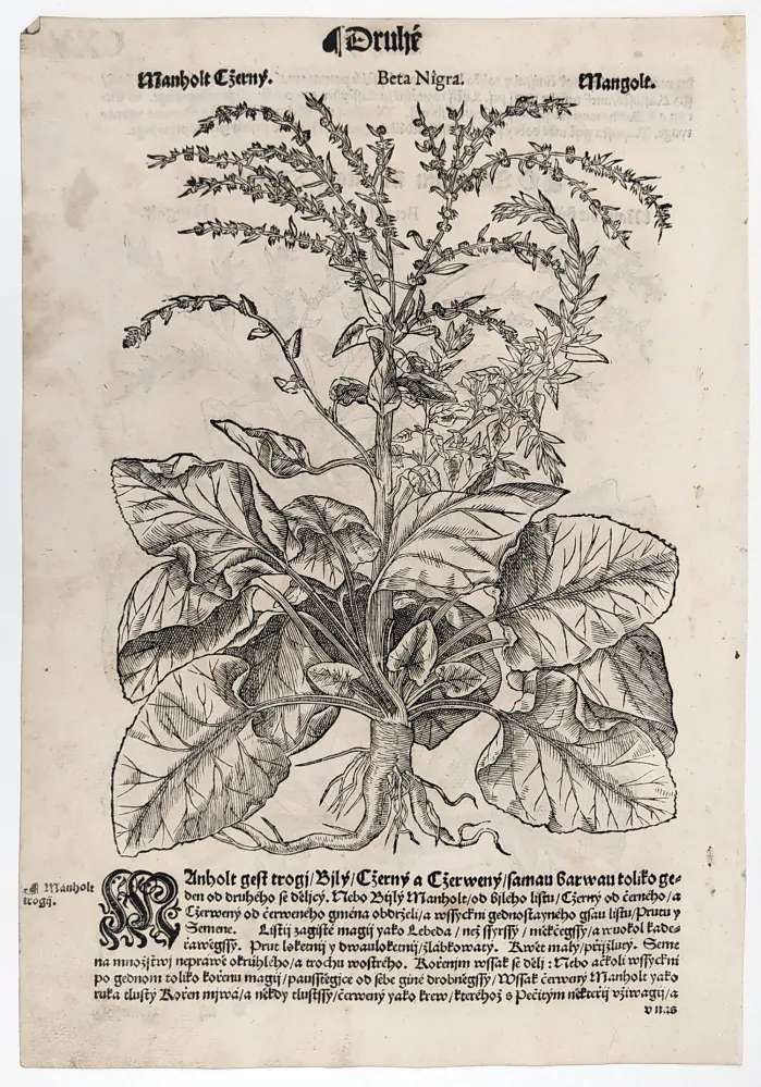 Mattioli Pietro Andrea – Řepa cukrovka, Řepa setá, původní dřevořez, 1562