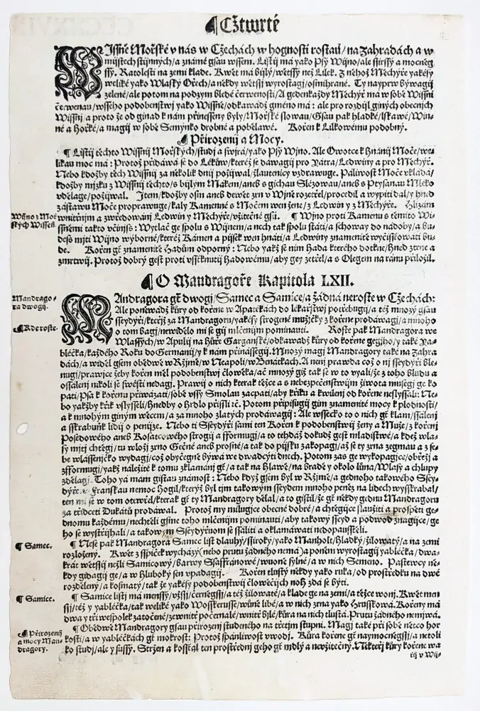 Mattioli Pietro Andrea – Srdovnice lysá, původní dřevořez, 1562