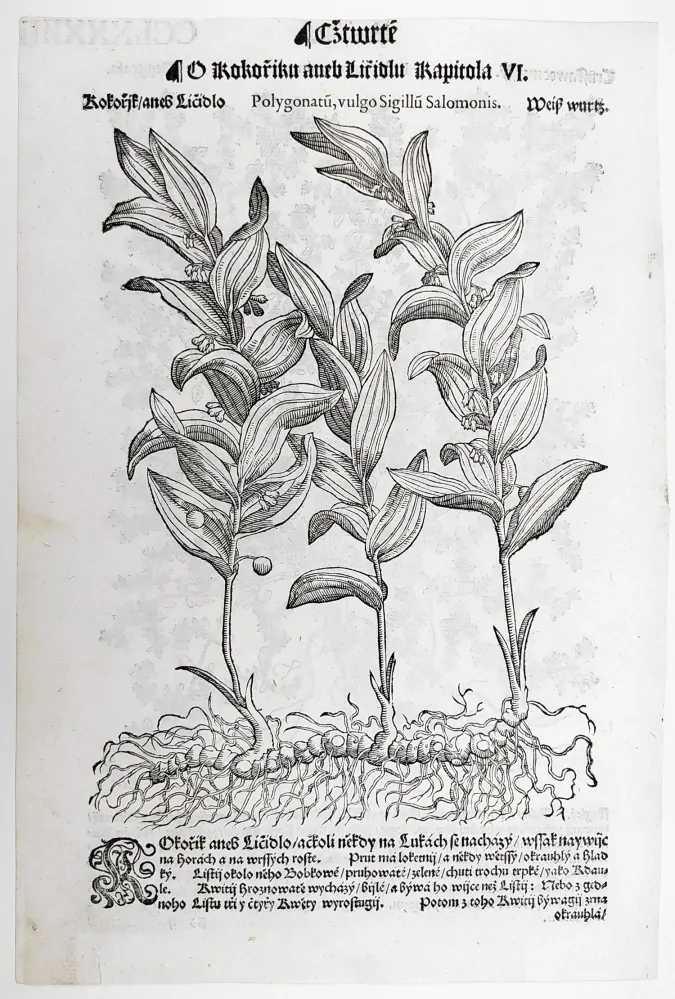 Mattioli Pietro Andrea – Rdesno menší, Kokořík, původní dřevořez, 1562