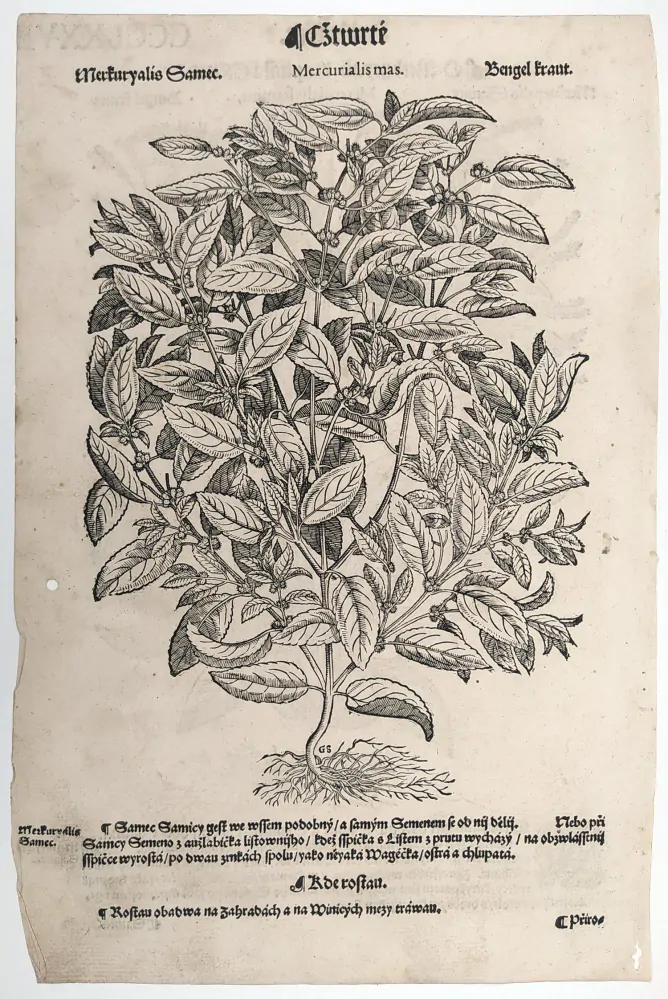 Mattioli Pietro Andrea – Bažanka, původní dřevořez, 1562