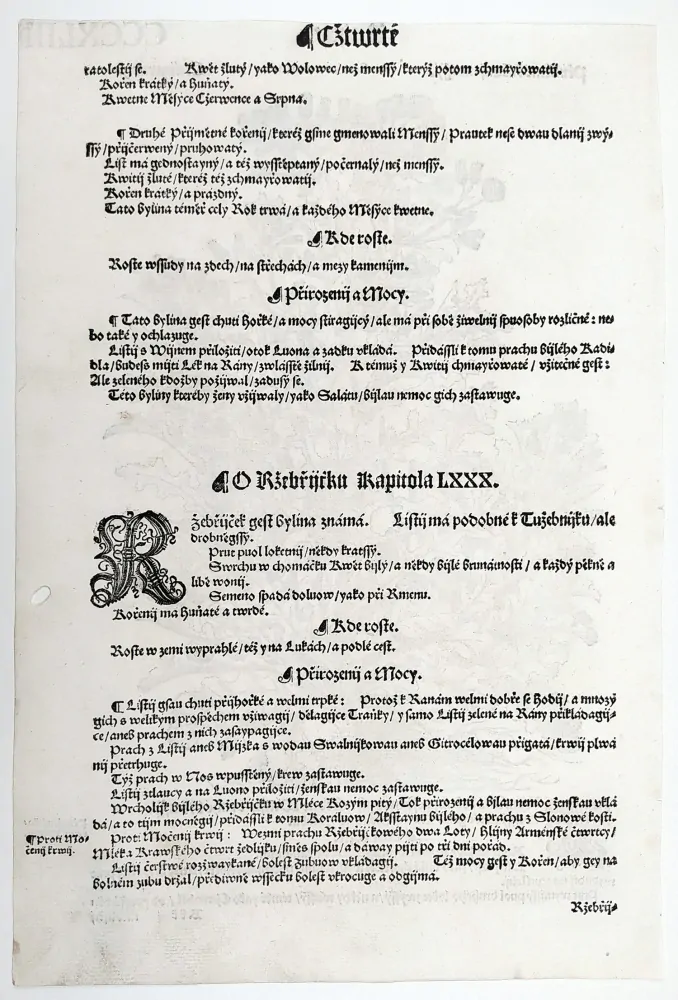 Mattioli Pietro Andrea – Starček obecný, původní dřevořez, 1562