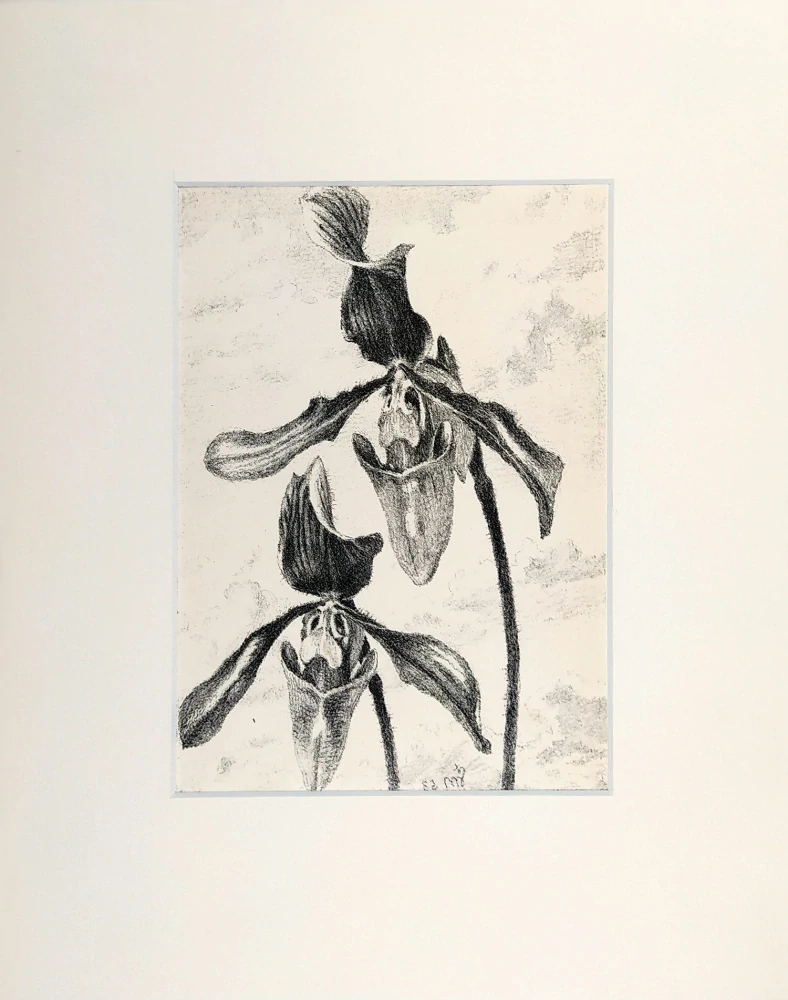 Švabinský Max – Orchidej, původní litografie, 1958