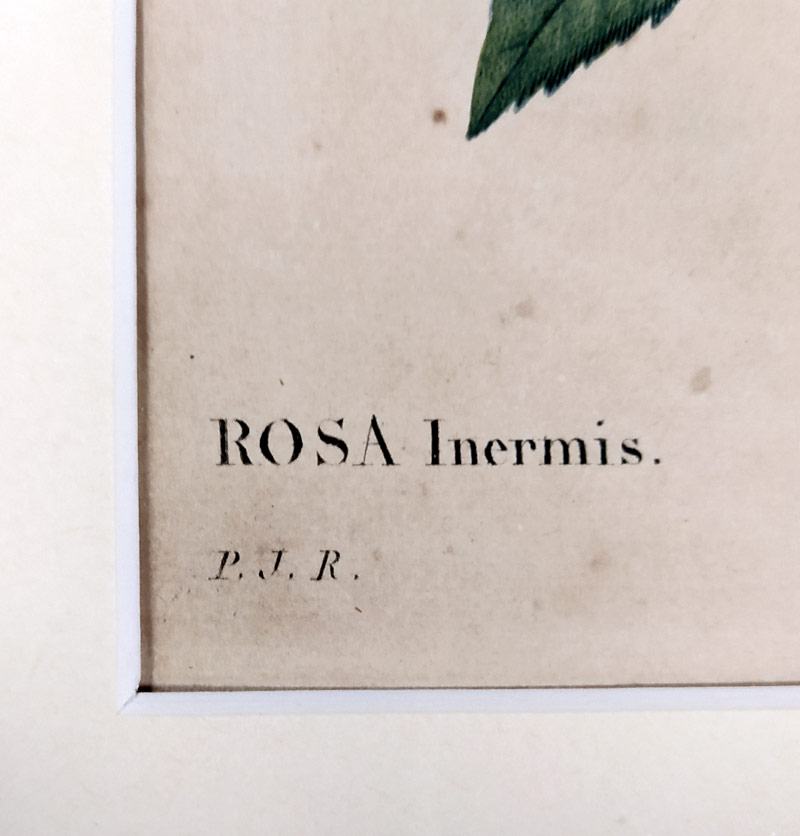 Redouté Pierre Joseph – Růže mnohokvětá, původní barevná akvatinta, ca 1800