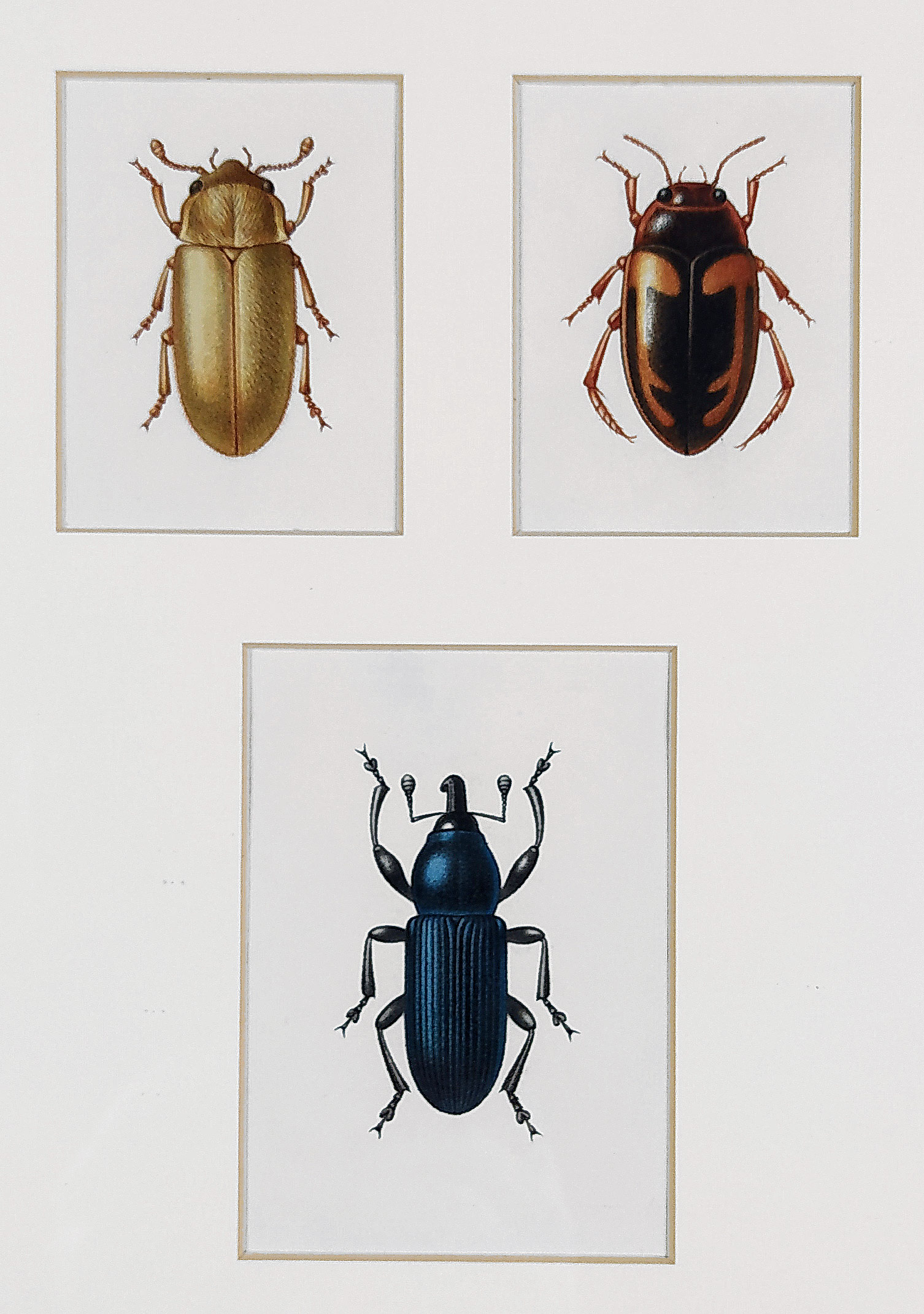 Neurčený autor – Brouci, akvarelem kolorovaná kresba, ca 1970