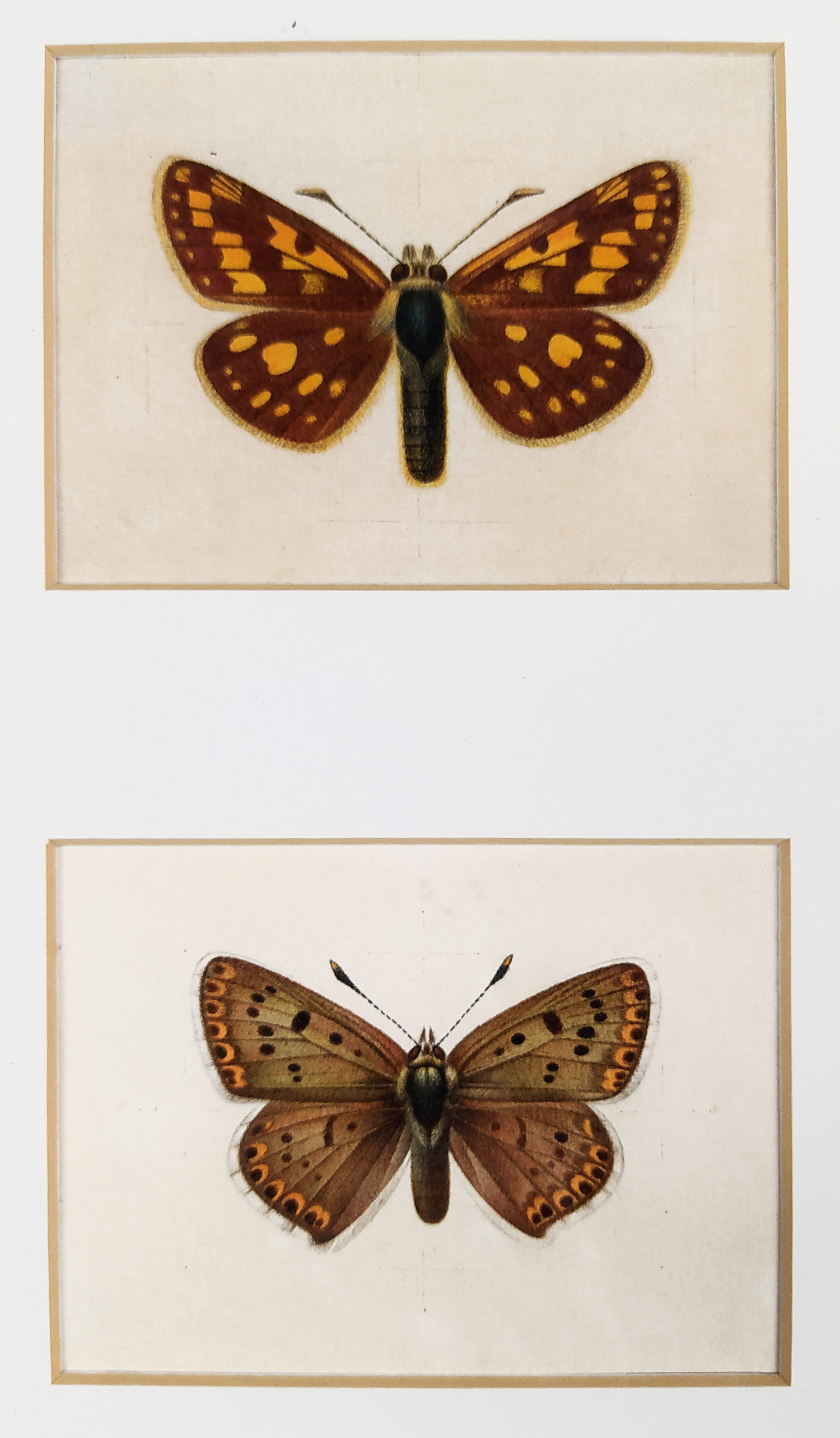 Neurčený autor – Motýli Soumračíkovití, akvarelem kolorovaná kresba, ca 1970