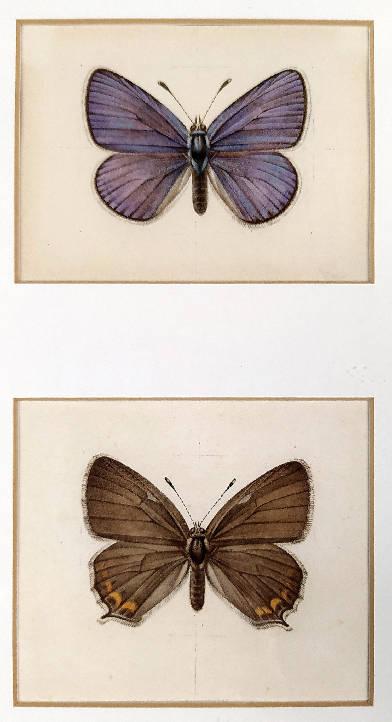 Neurčený autor – Motýli Polyommatini, akvarelem kolorovaná kresba, ca 1970