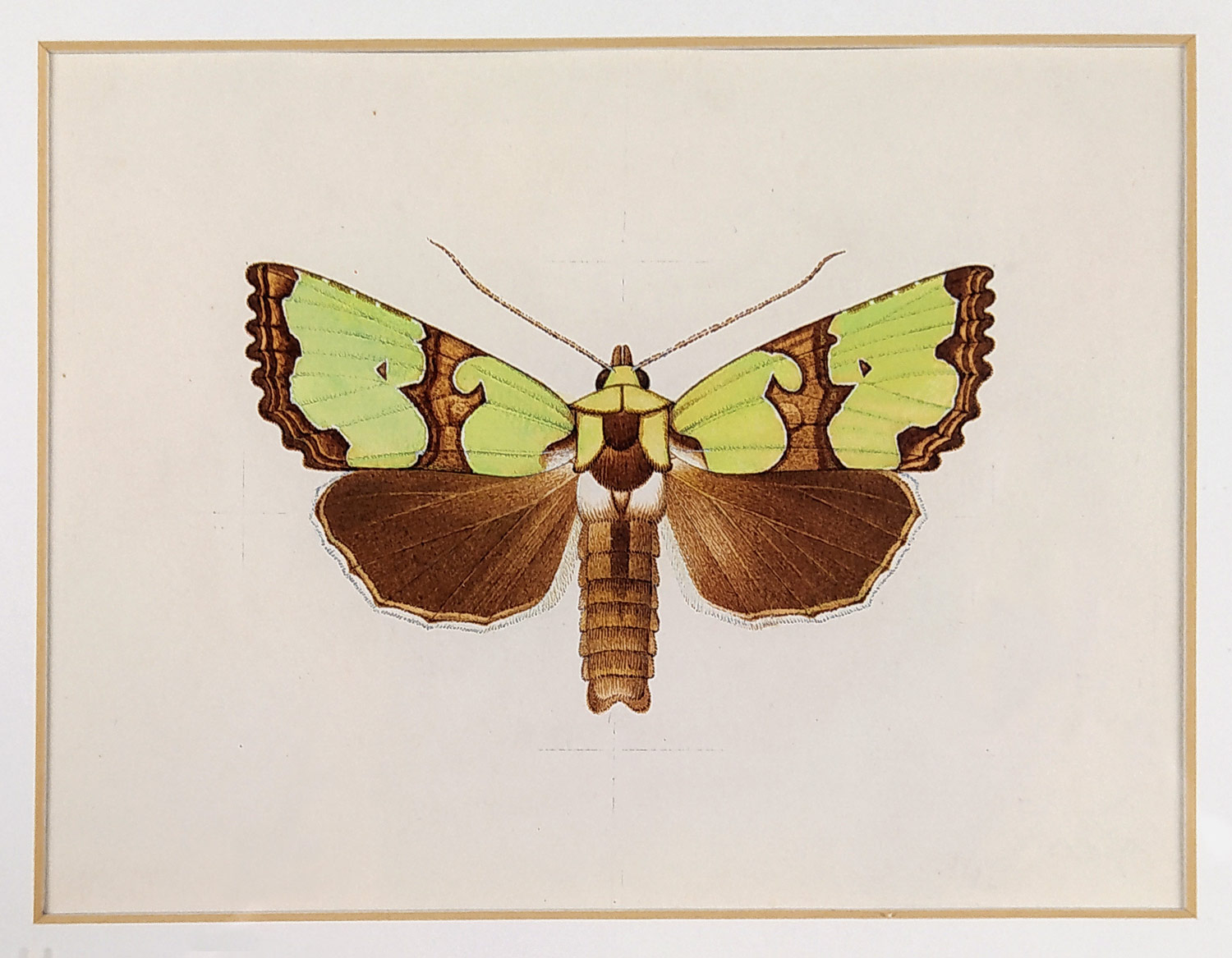 Neurčený autor – Můra, Travařka ozdobná, akvarelem kolorovaná kresba, ca 1970