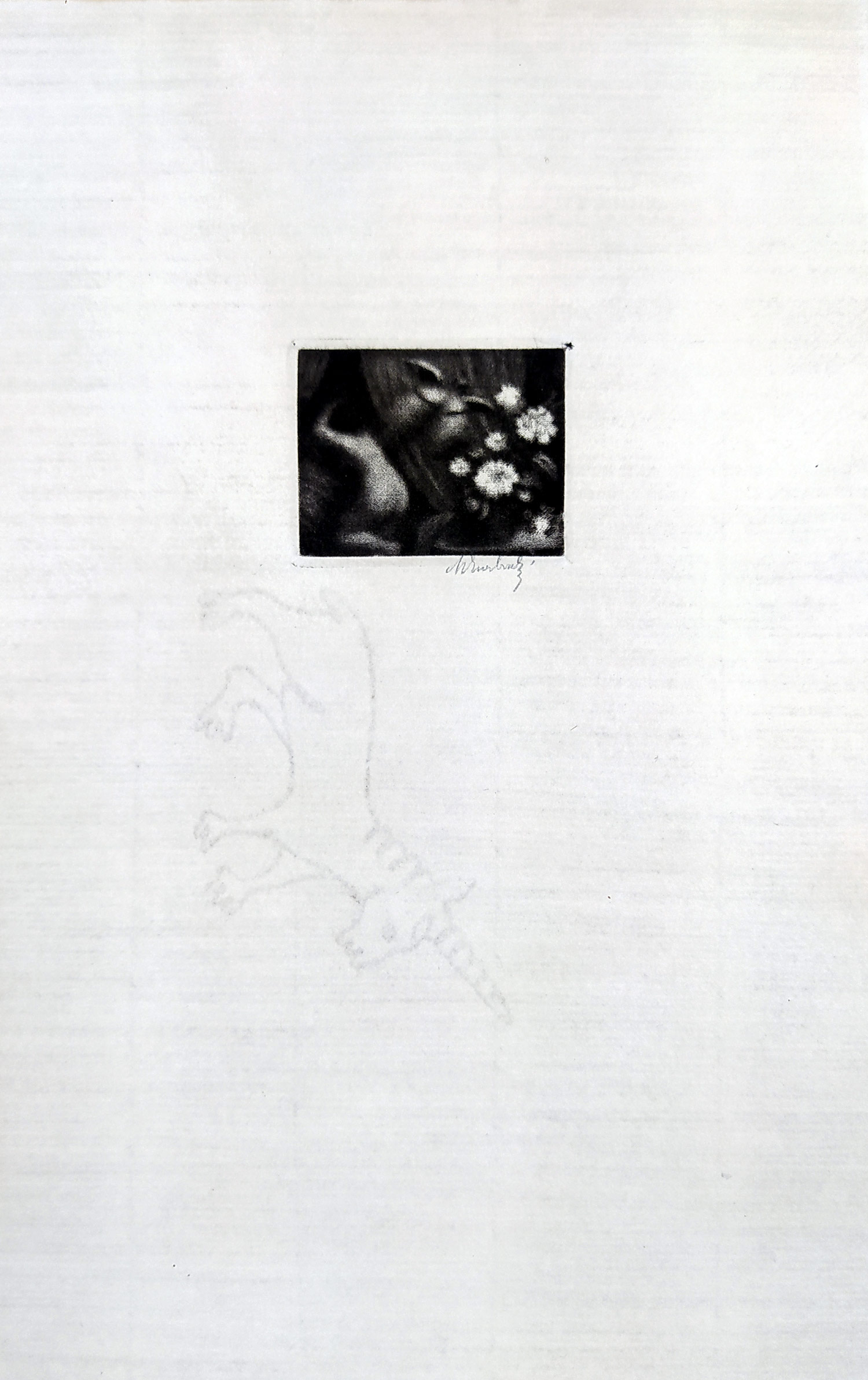 Švabinský Max – Bílá kamélie (malá, na šířku), mezzotinta, č. gr. s. 51, 1910