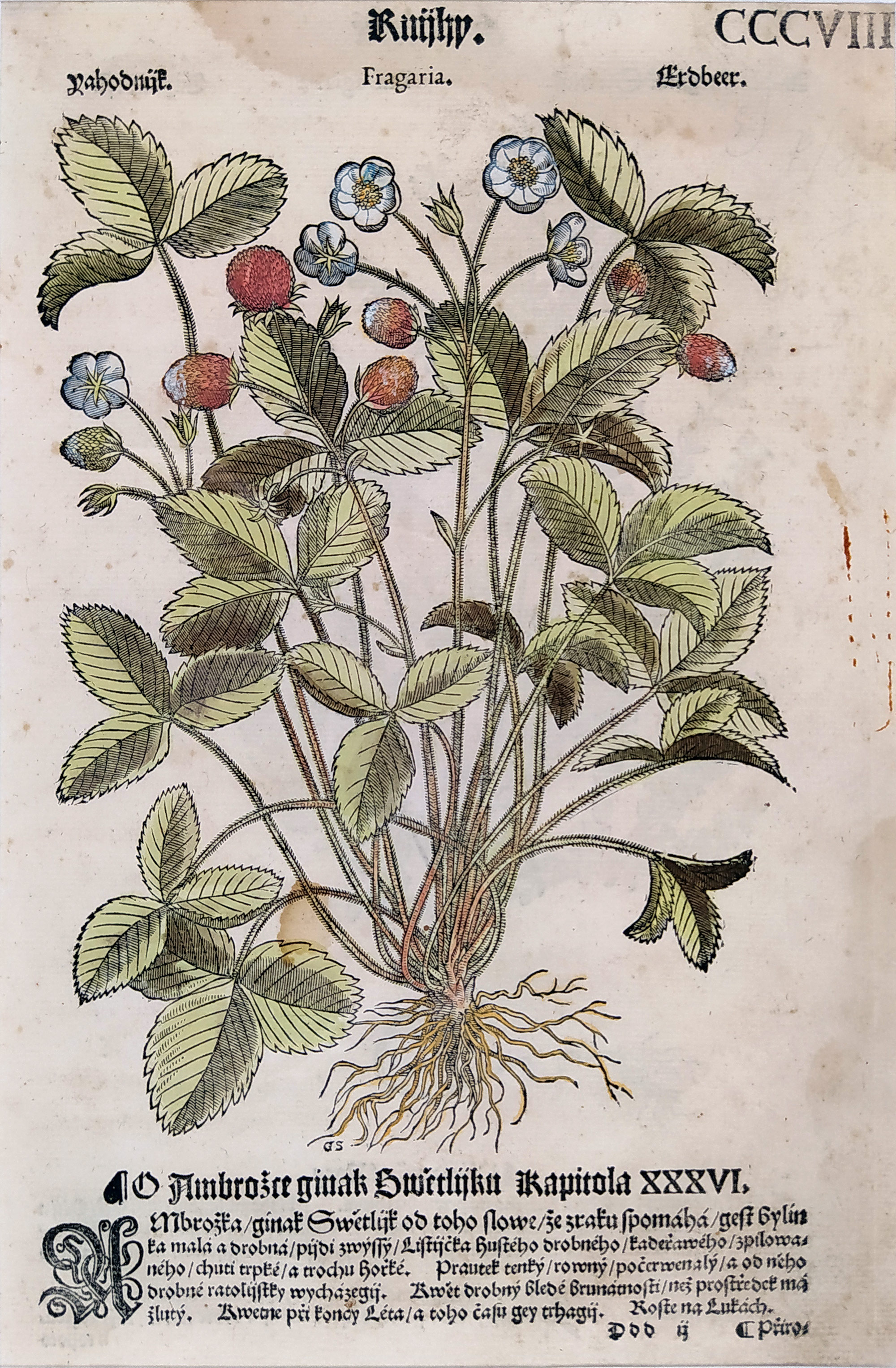 Mattioli Pietro Andrea – Jahodník, staře kolorovaný původní dřevořez, 1562