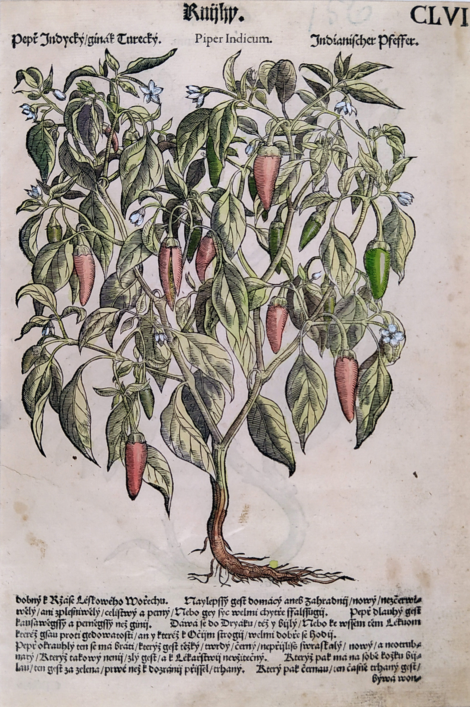 Mattioli Pietro Andrea – Chilli paprička, staře kolorovaný původní dřevořez, 1562