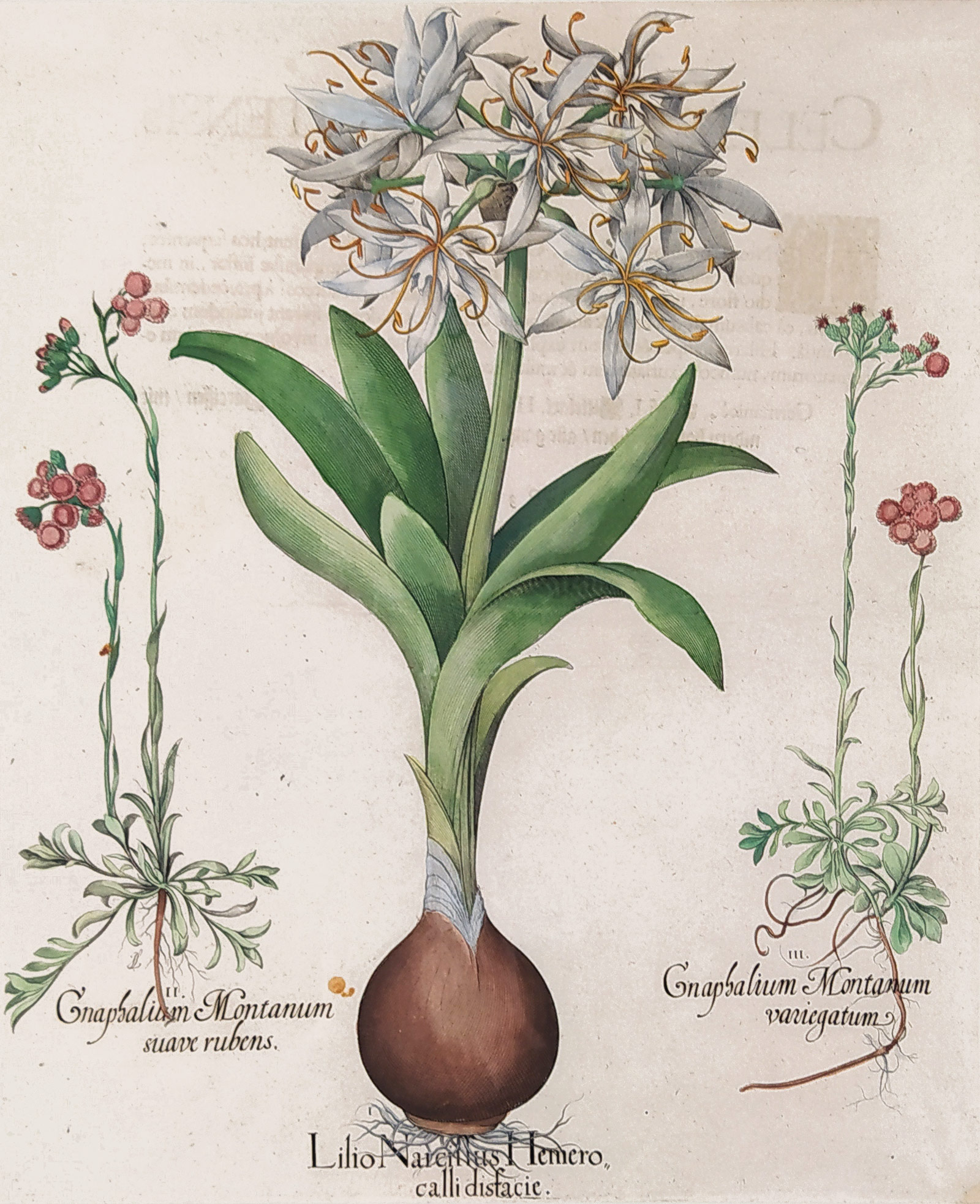 Besler Basilius – Hortus Eystettensis, staře kolorovaný původní mědiryt, 1613