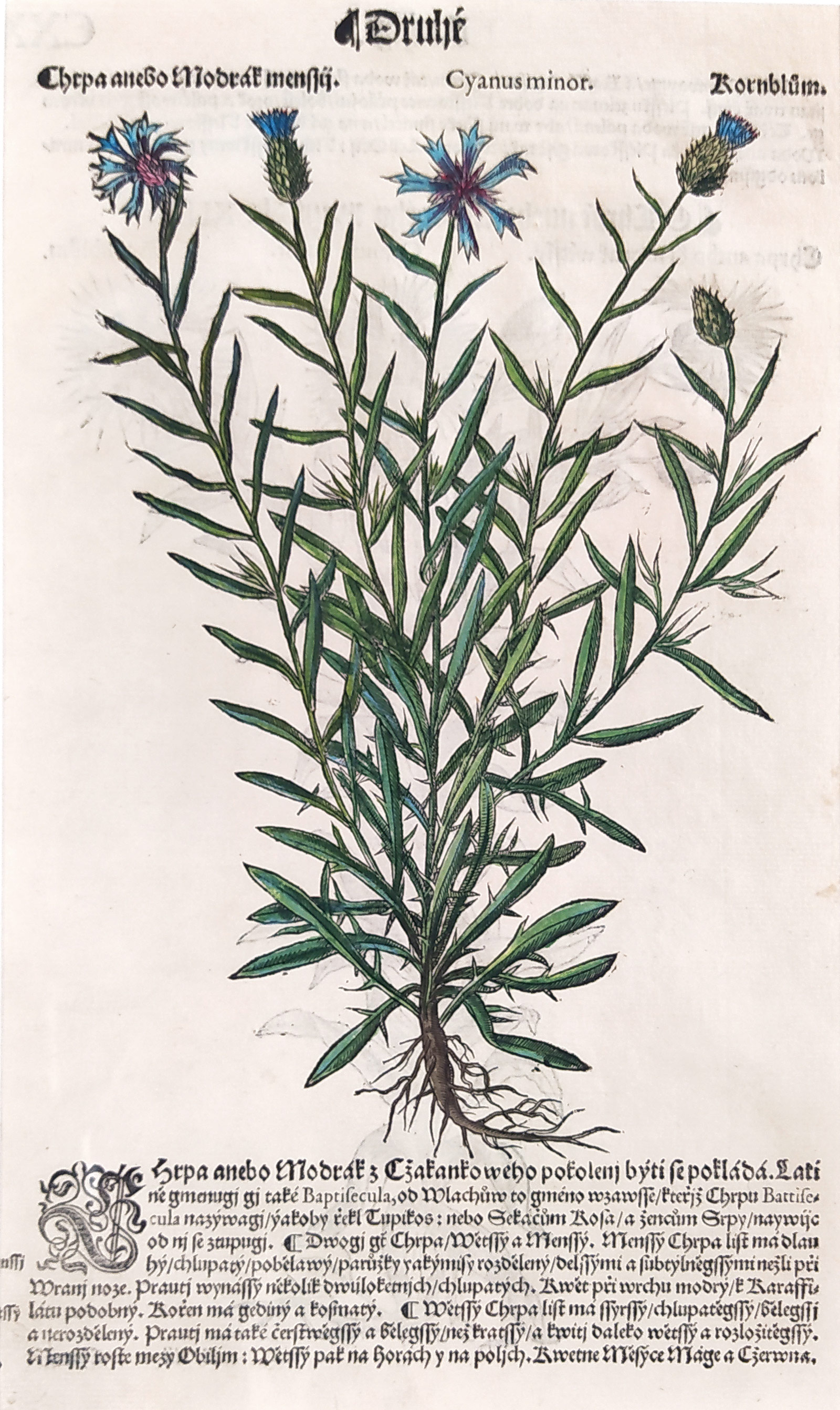 Mattioli Pietro Andrea – Chrpa, staře kolorovaný původní dřevořez, 1562