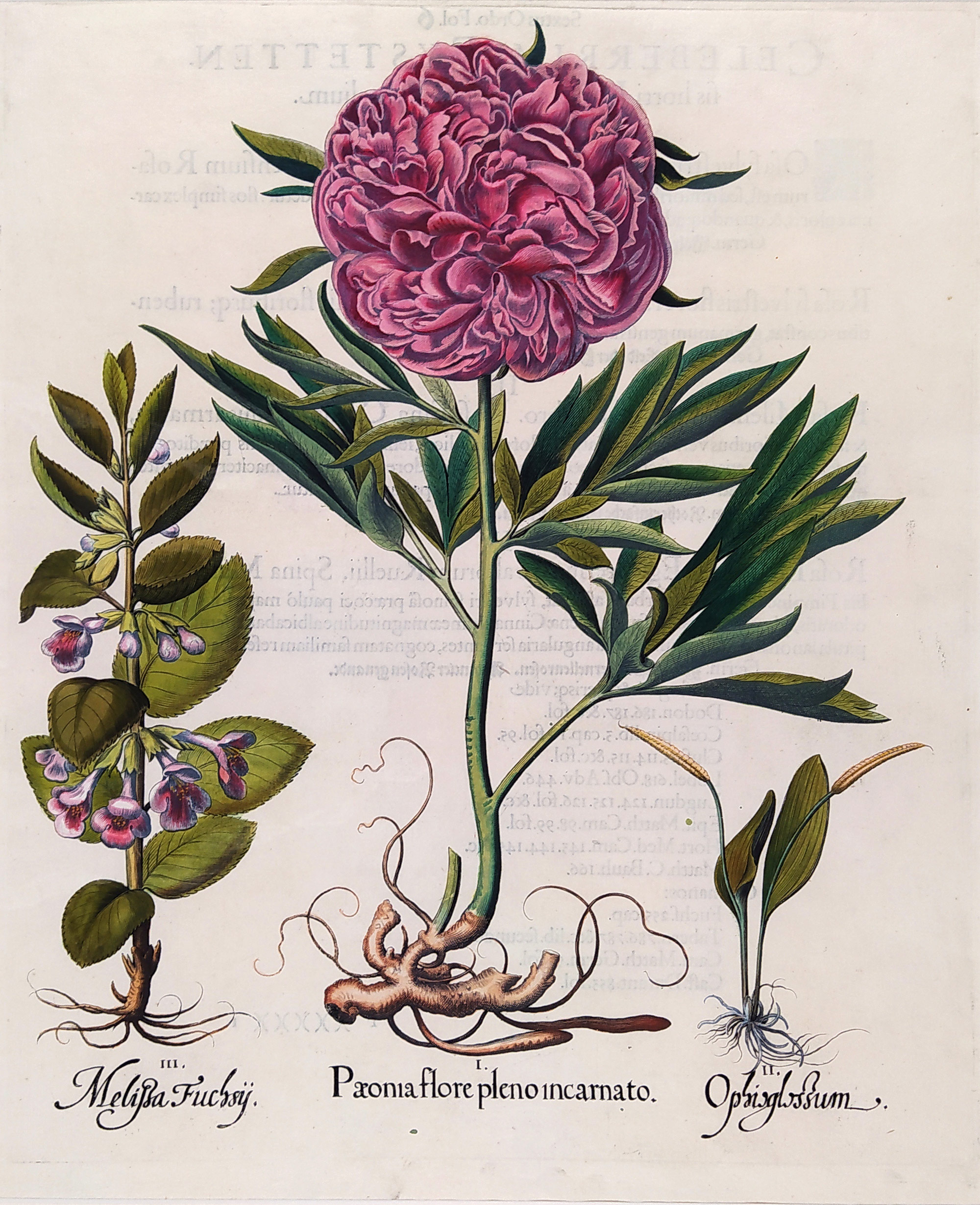 Besler Basilius – Hortus Eystettensis, staře kolorovaný původní mědiryt, 1613