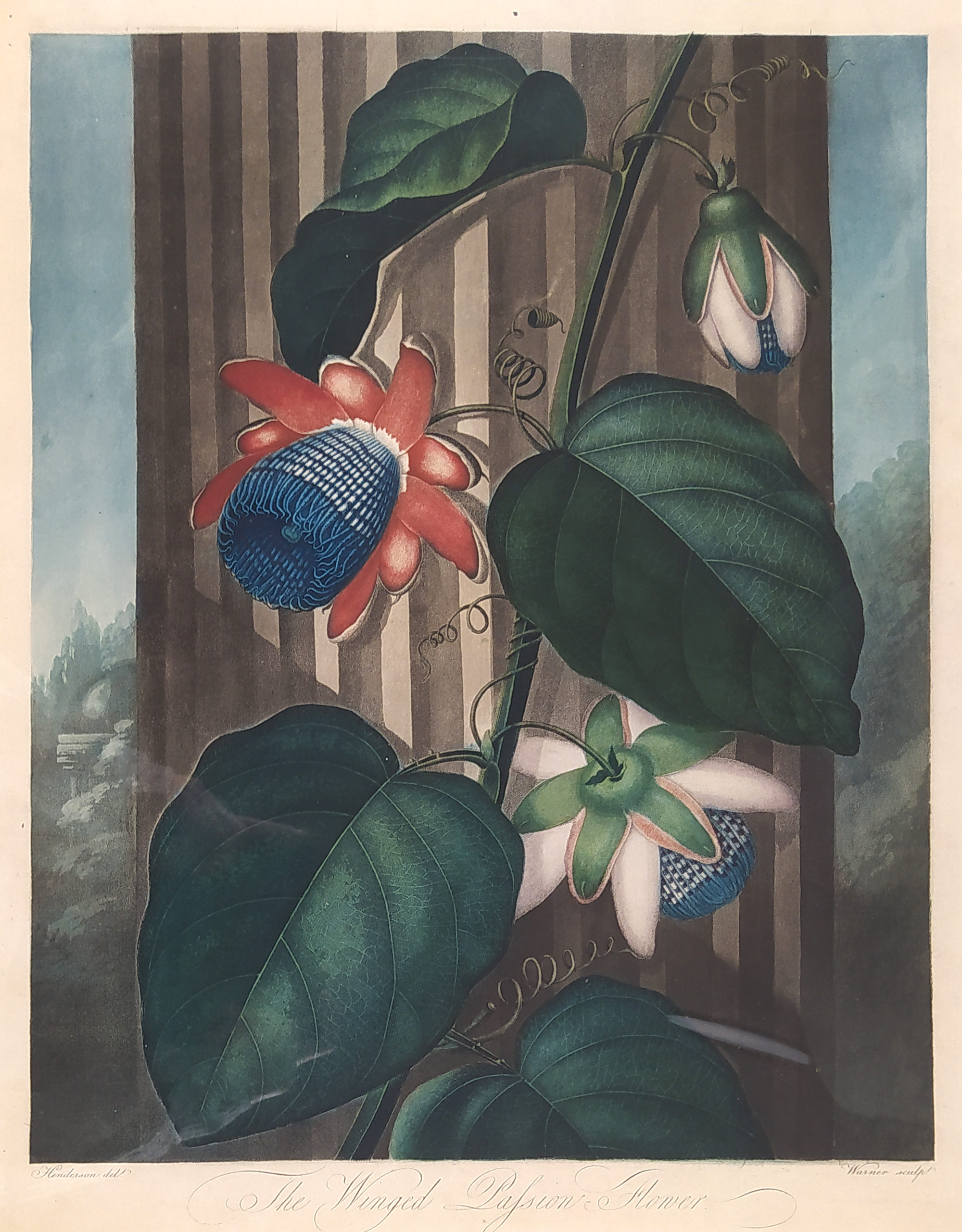 Thornton Robert John – The Winged Passion Flower, Warner, Henderson, staře kolorovaná mezzotinta, 1802
