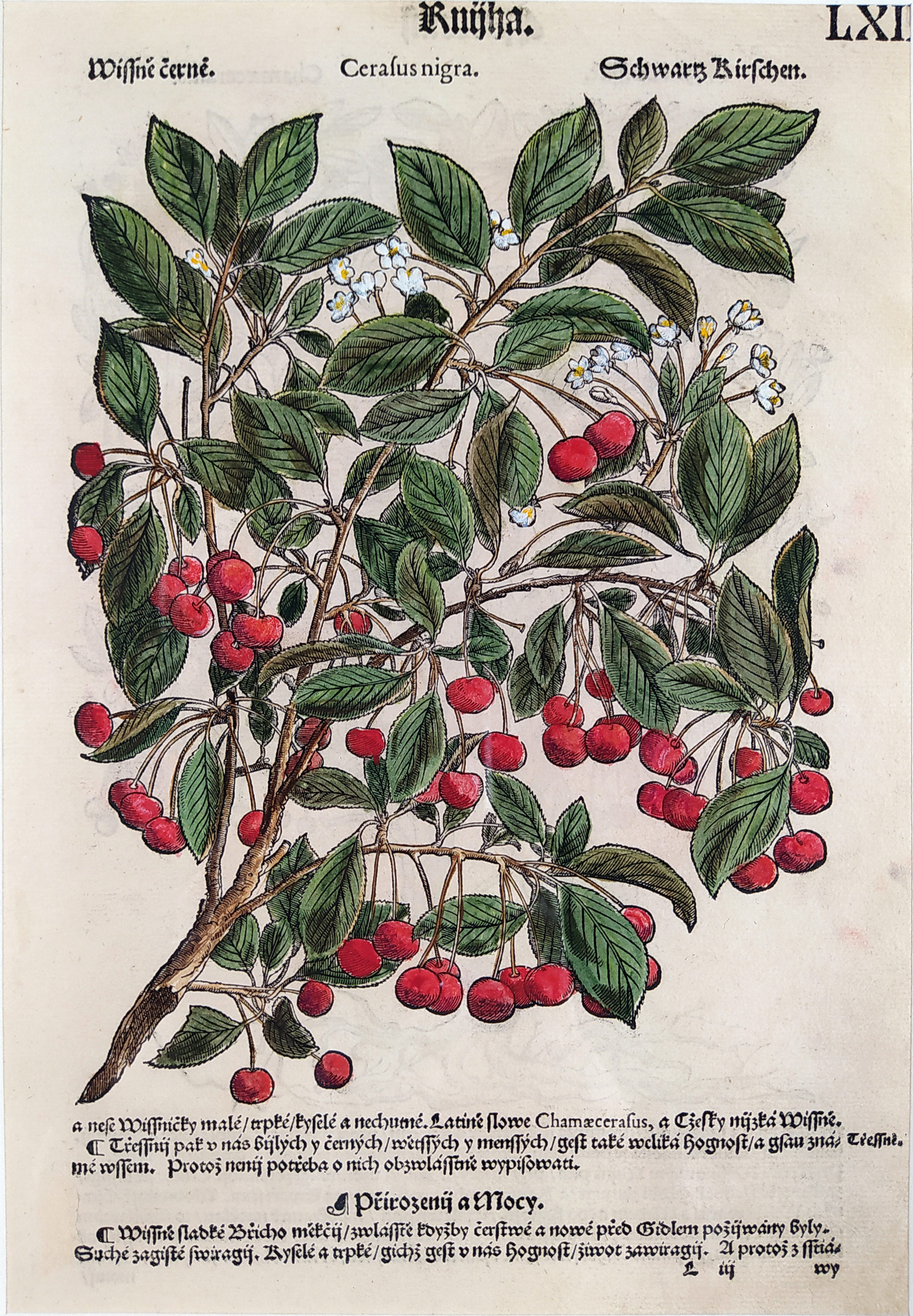 Mattioli Pietro Andrea – Černé višně, kolorovaný původní dřevořez, 1562