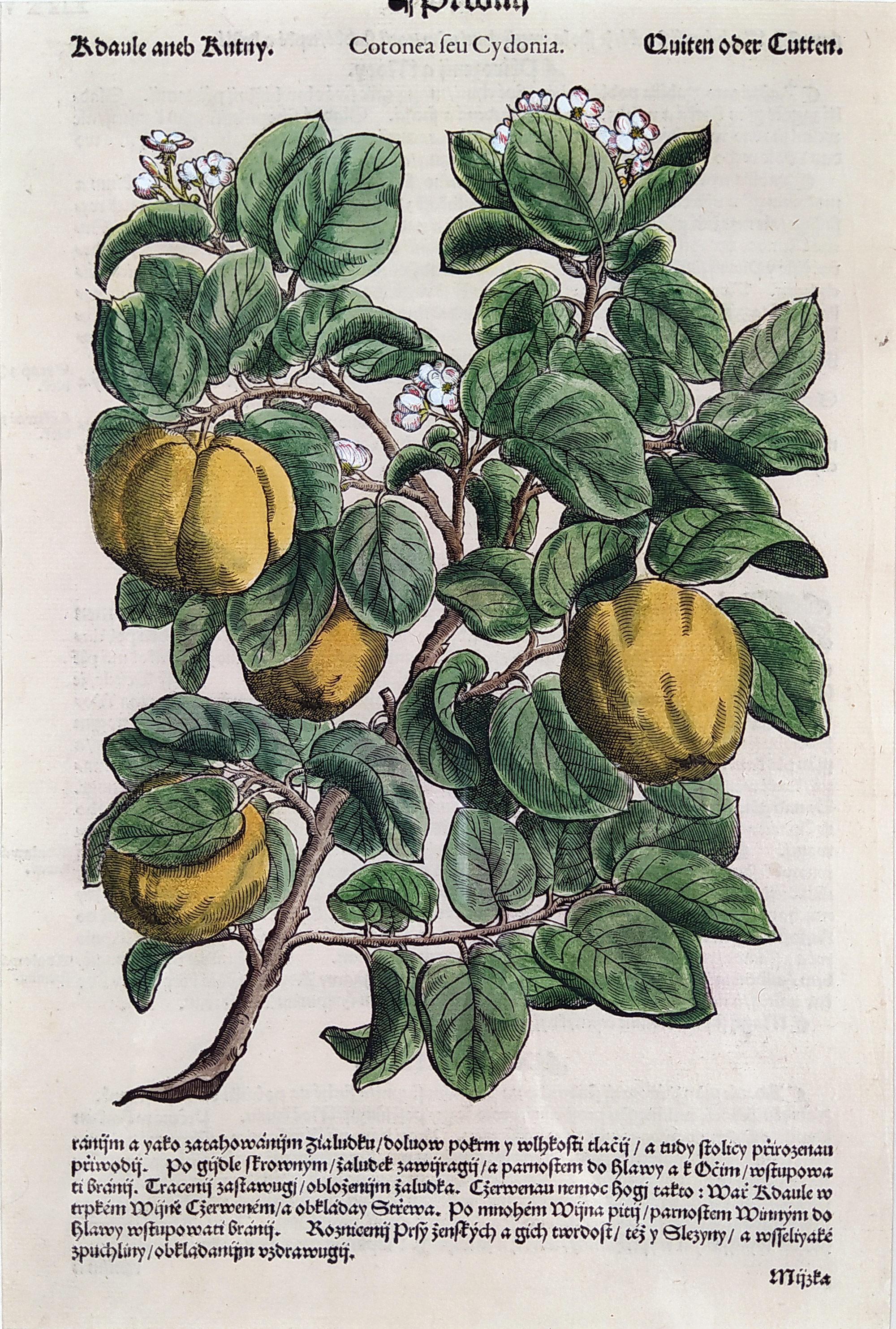 Mattioli Pietro Andrea – Kdouloň obecná, kolorovaný původní dřevořez, 1562