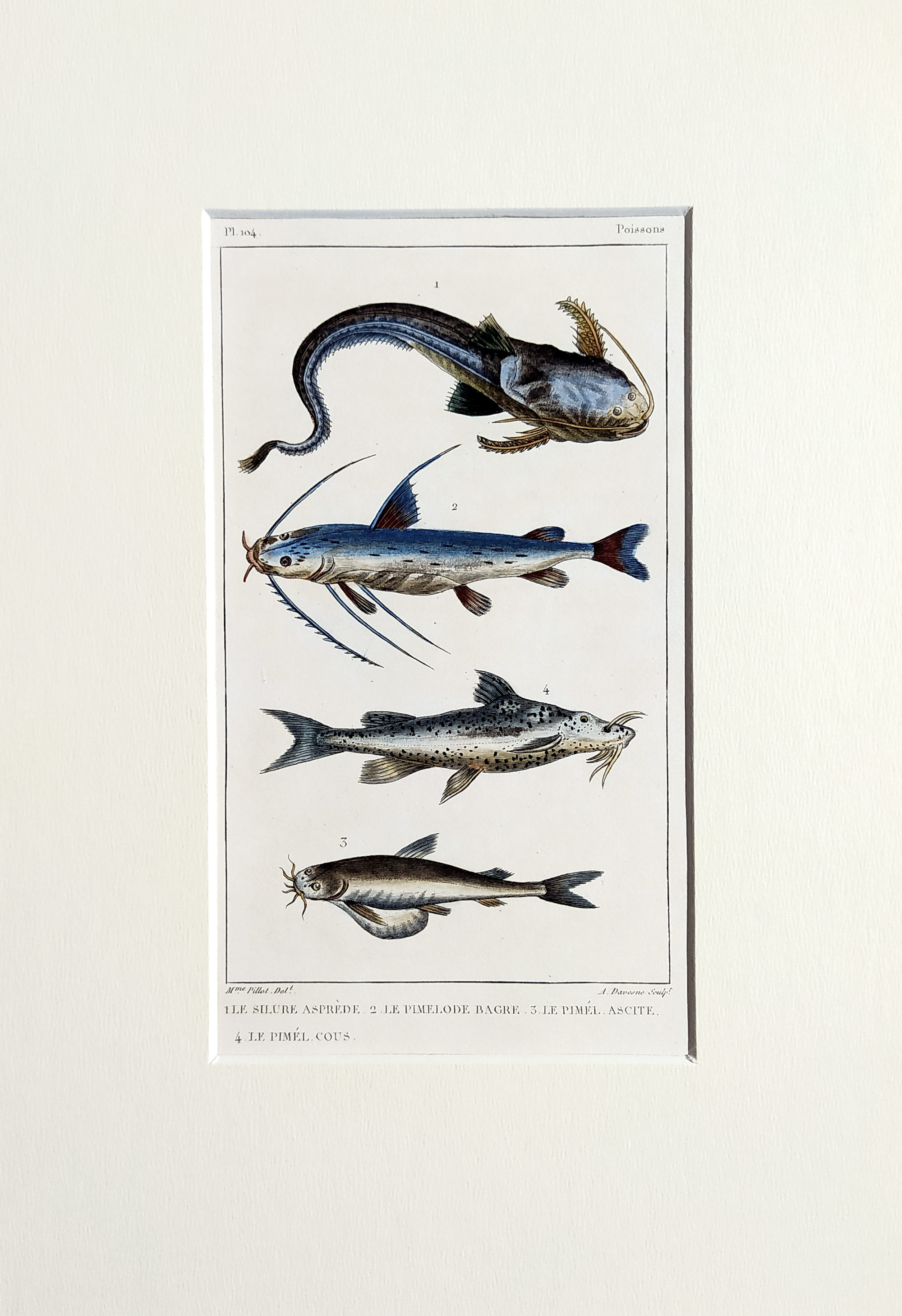 Cuvier Georges – Ryby, staře kolorovaný původní oceloryt, 1832