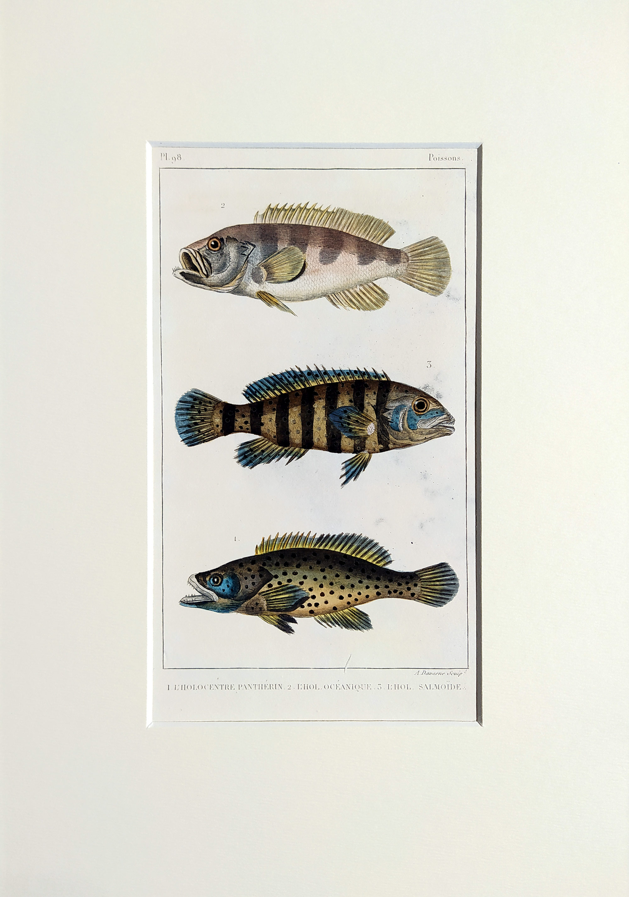 Cuvier Georges – Ryby, staře kolorovaný původní oceloryt, 1832