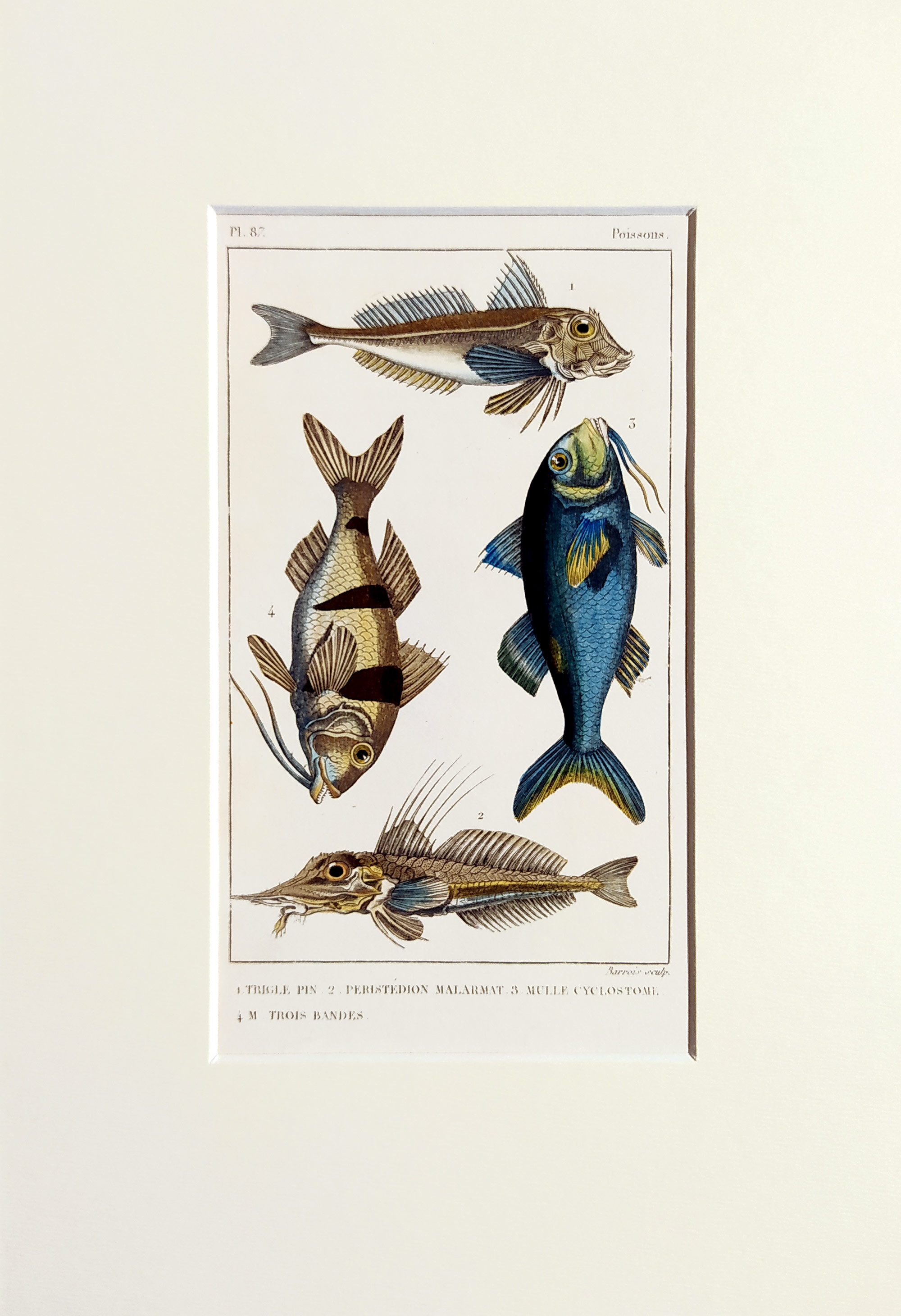 Cuvier Georges – Ryby, staře kolorovaný původní oceloryt, 1832