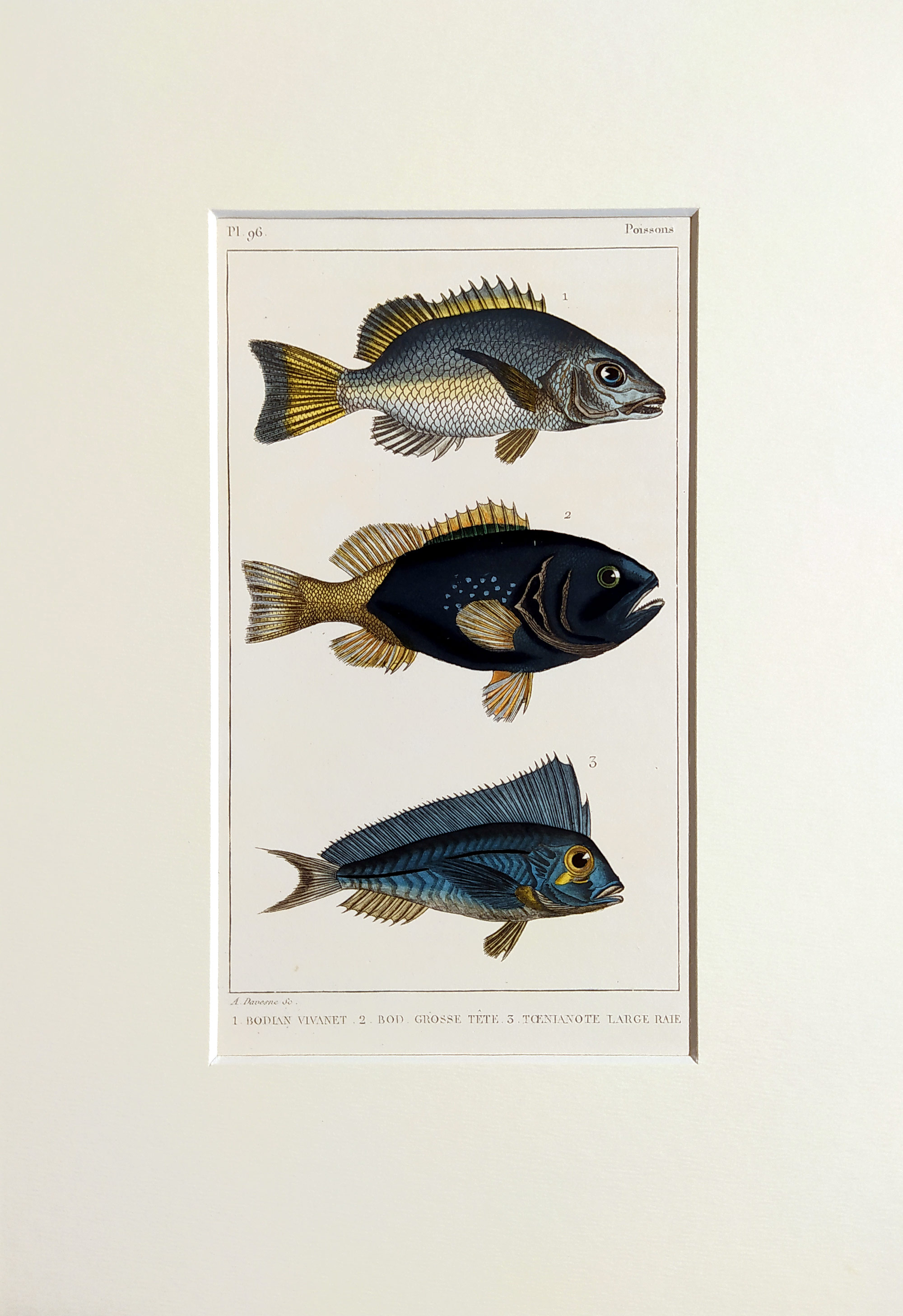 Cuvier Georges – Ryby, staře kolorovaný původní oceloryt, 1832