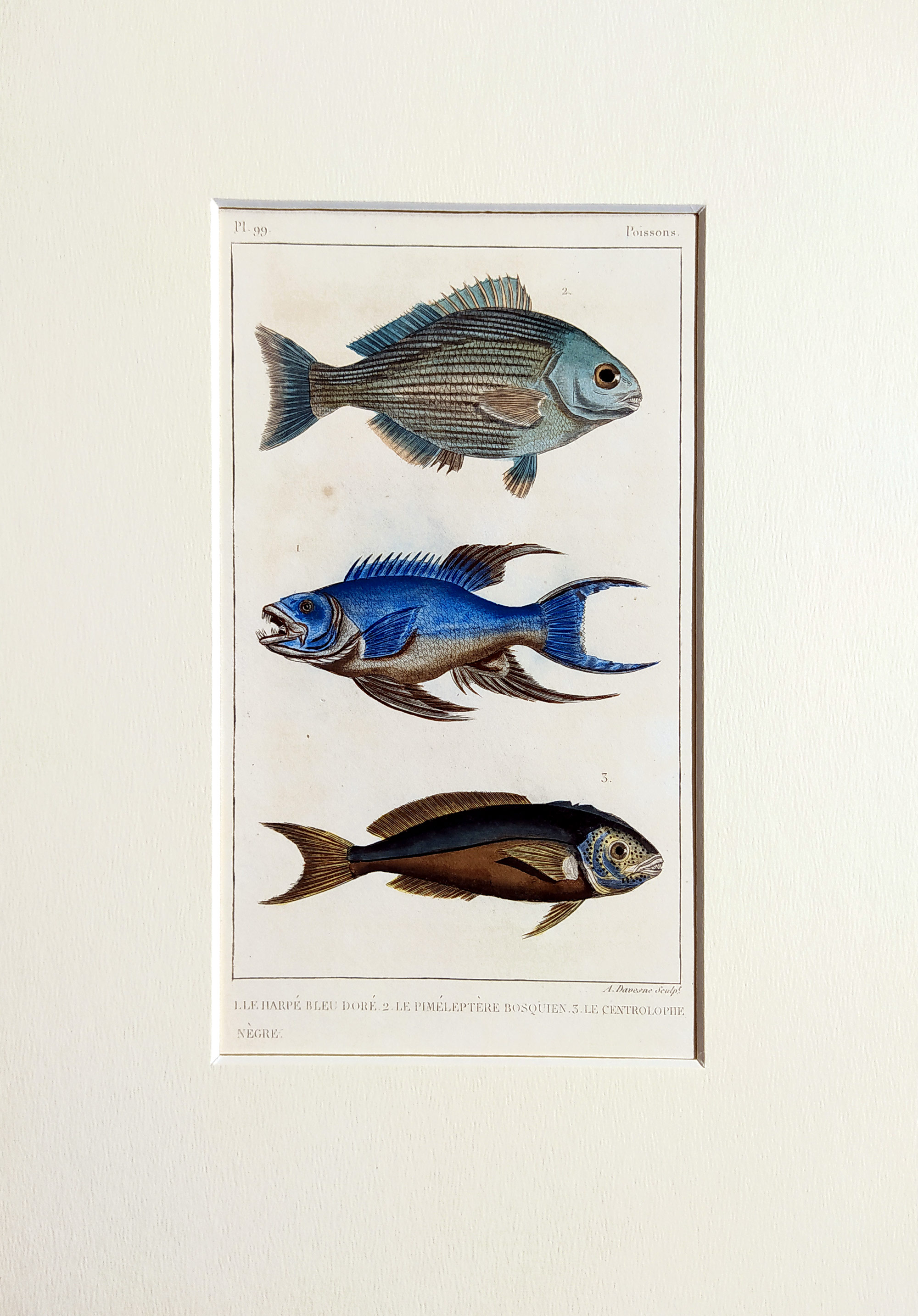 Cuvier Georges – Ryby, staře kolorovaný původní oceloryt, 1832