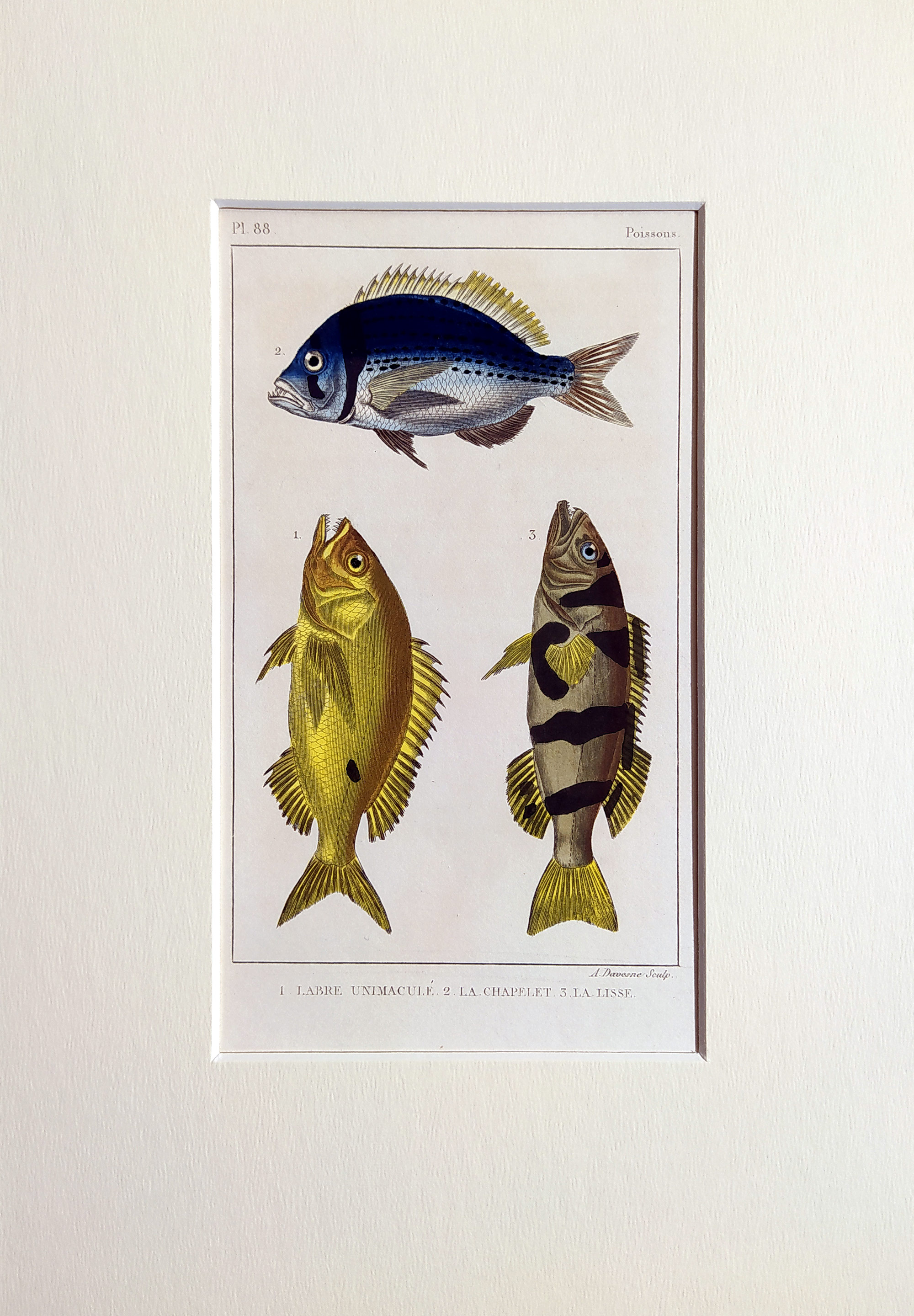 Cuvier Georges – Ryby, staře kolorovaný původní oceloryt, 1832