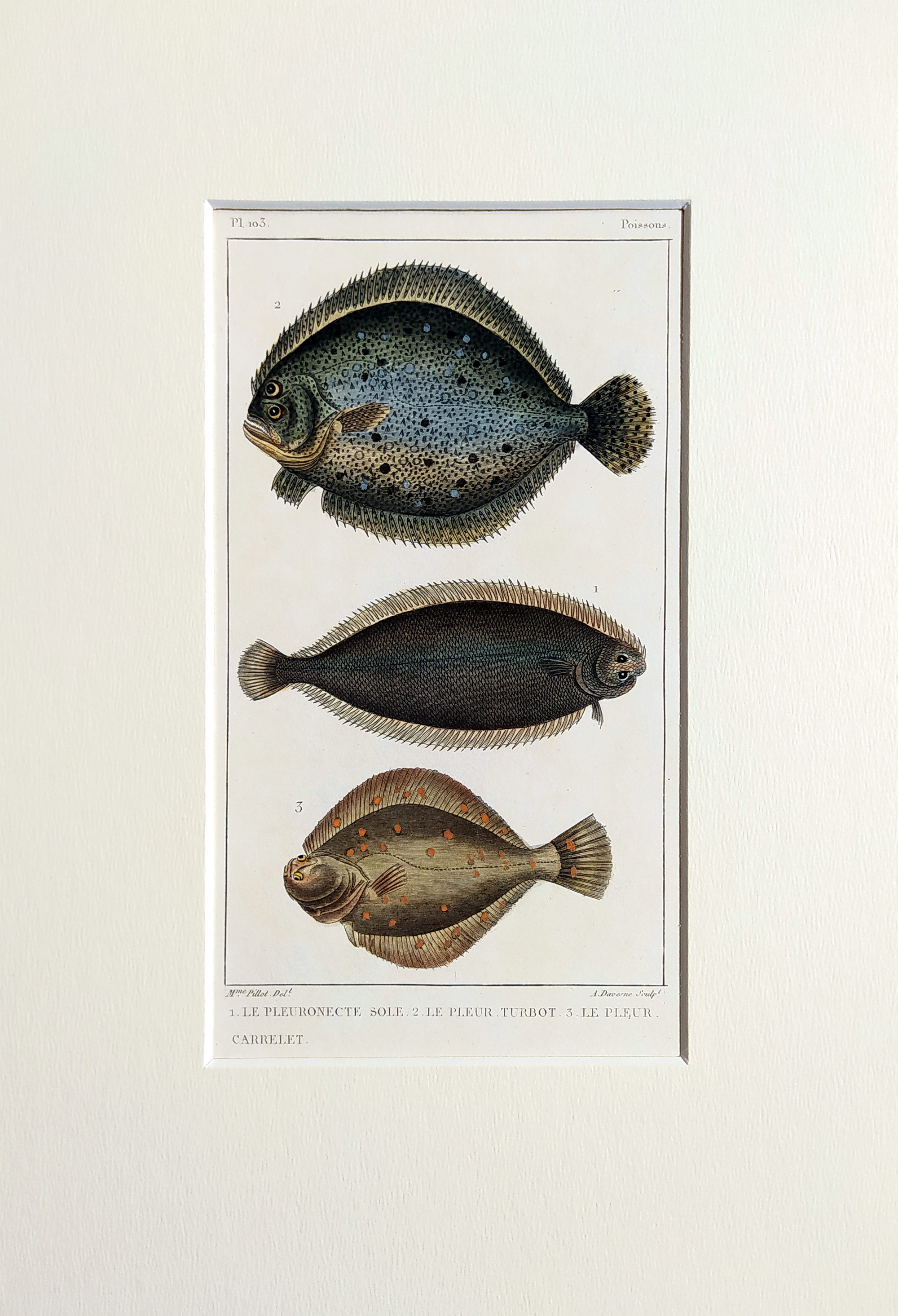 Cuvier Georges – Ryby, staře kolorovaný původní oceloryt, 1832