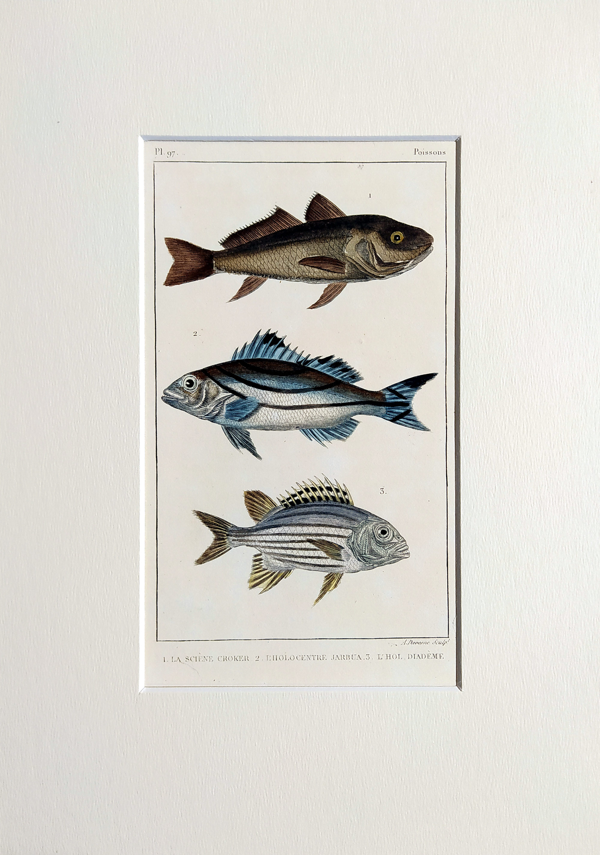 Cuvier Georges – Ryby, staře kolorovaný původní oceloryt, 1832