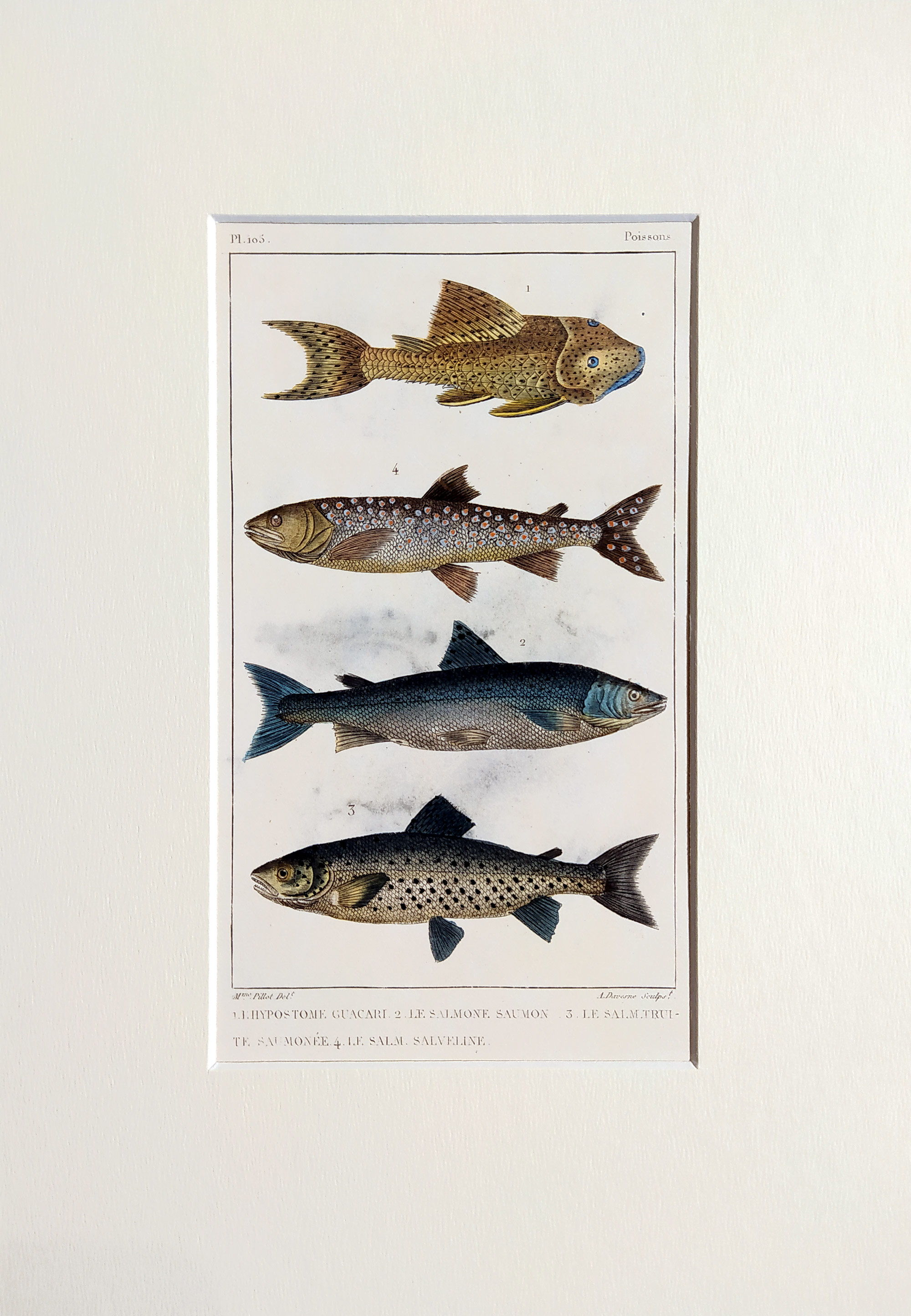 Cuvier Georges – Ryby, staře kolorovaný původní oceloryt, 1832