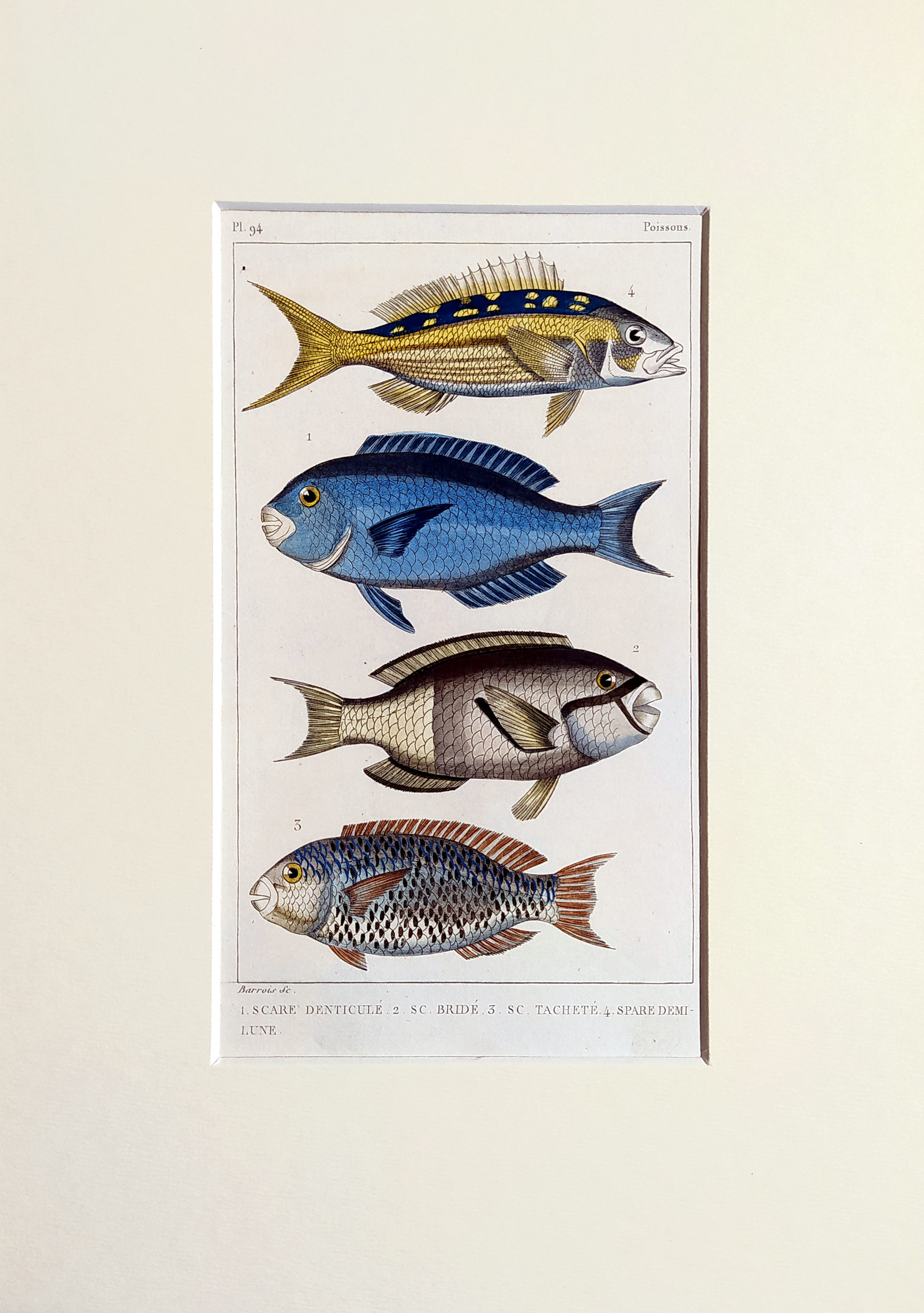 Cuvier Georges – Ryby, staře kolorovaný původní oceloryt, 1832