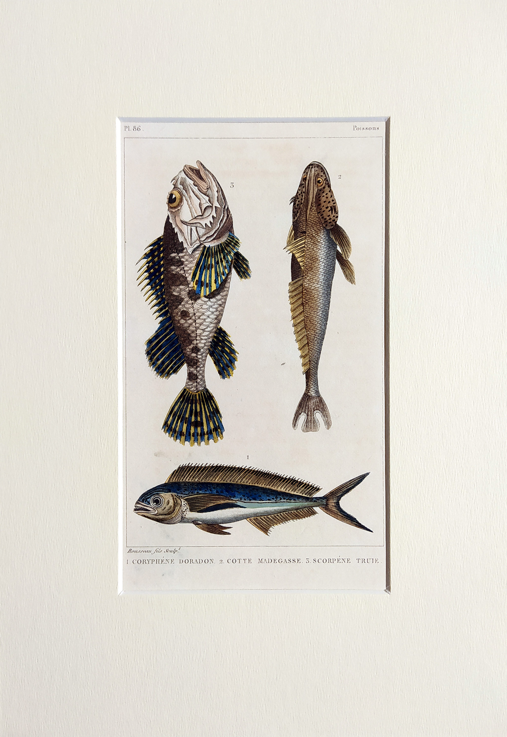 Cuvier Georges – Ryby, staře kolorovaný původní oceloryt, 1832