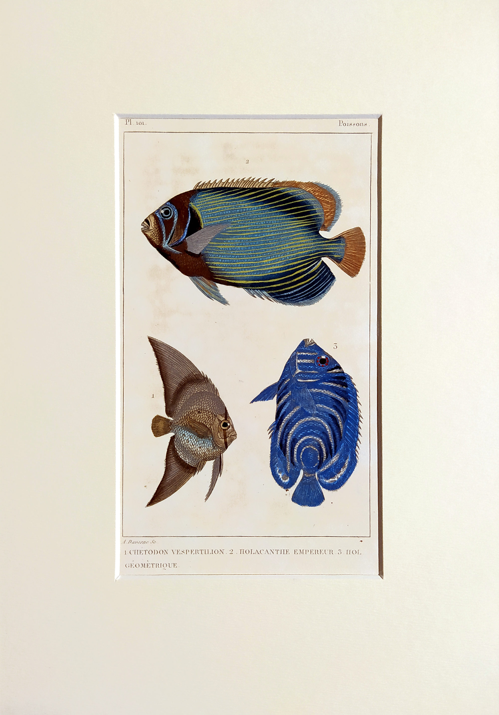 Cuvier Georges – Ryby, staře kolorovaný původní oceloryt, 1832