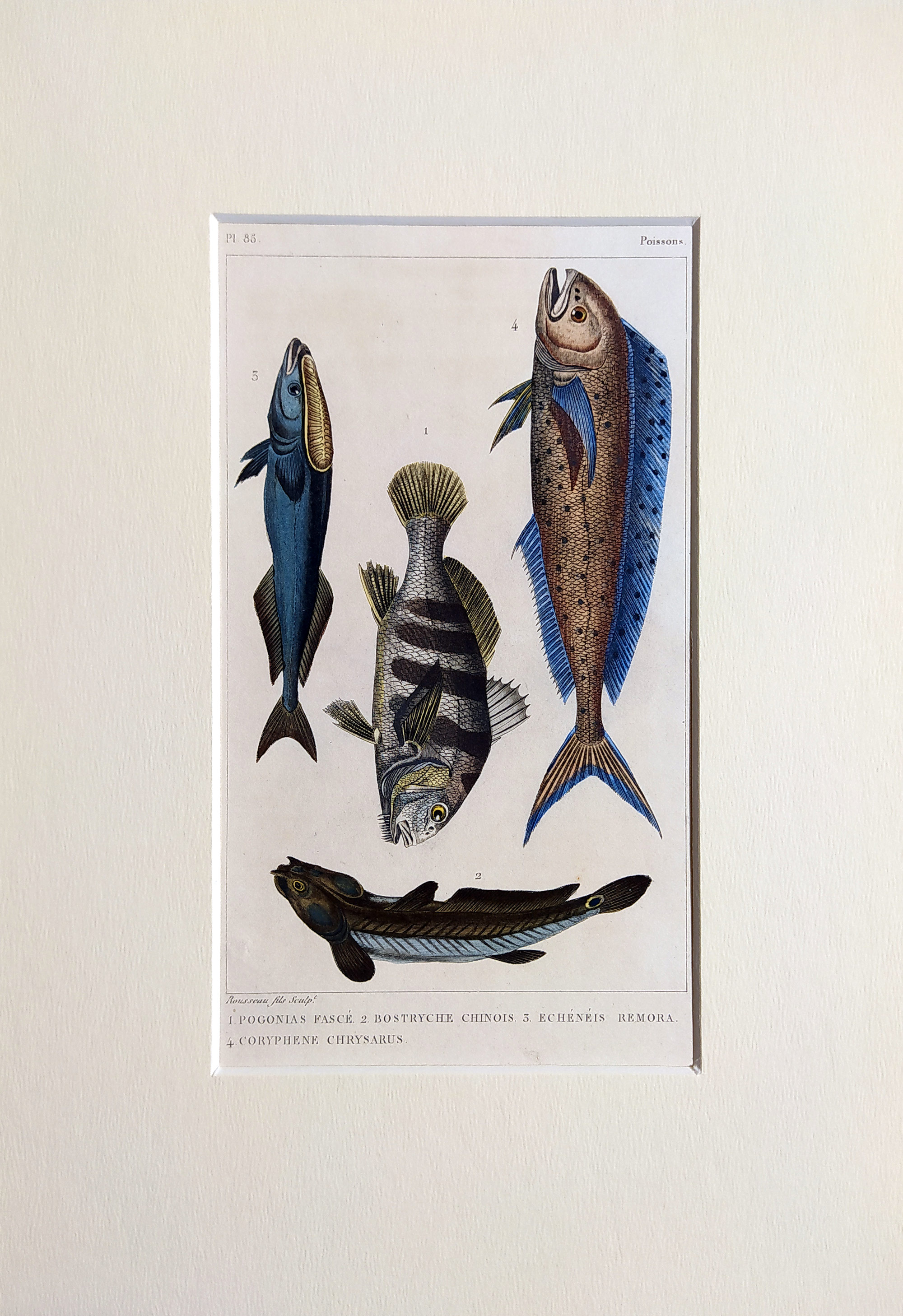 Cuvier Georges – Ryby, staře kolorovaný původní oceloryt, 1832