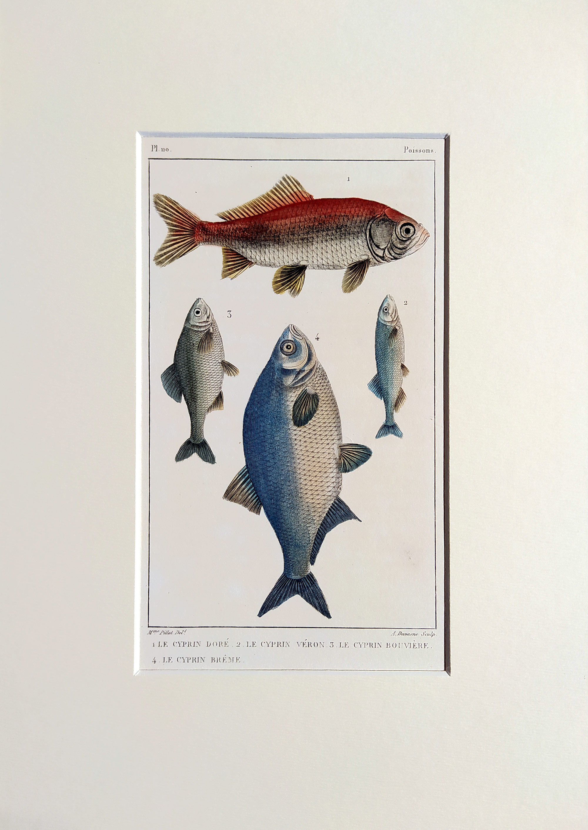 Cuvier Georges – Ryby, staře kolorovaný původní oceloryt, 1832