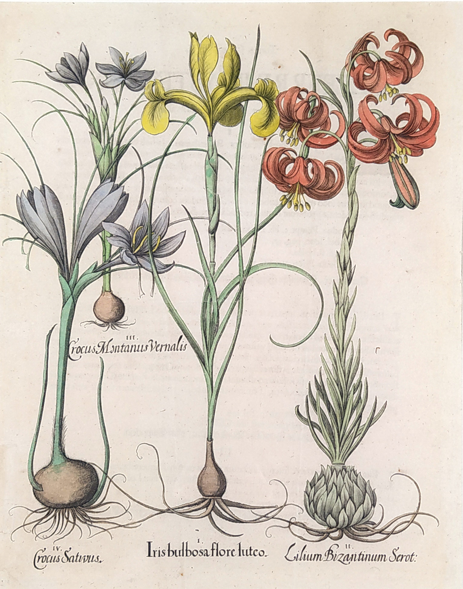Besler Basilius – Hortus Eystettensis, staře kolorovaný původní mědiryt, 1613