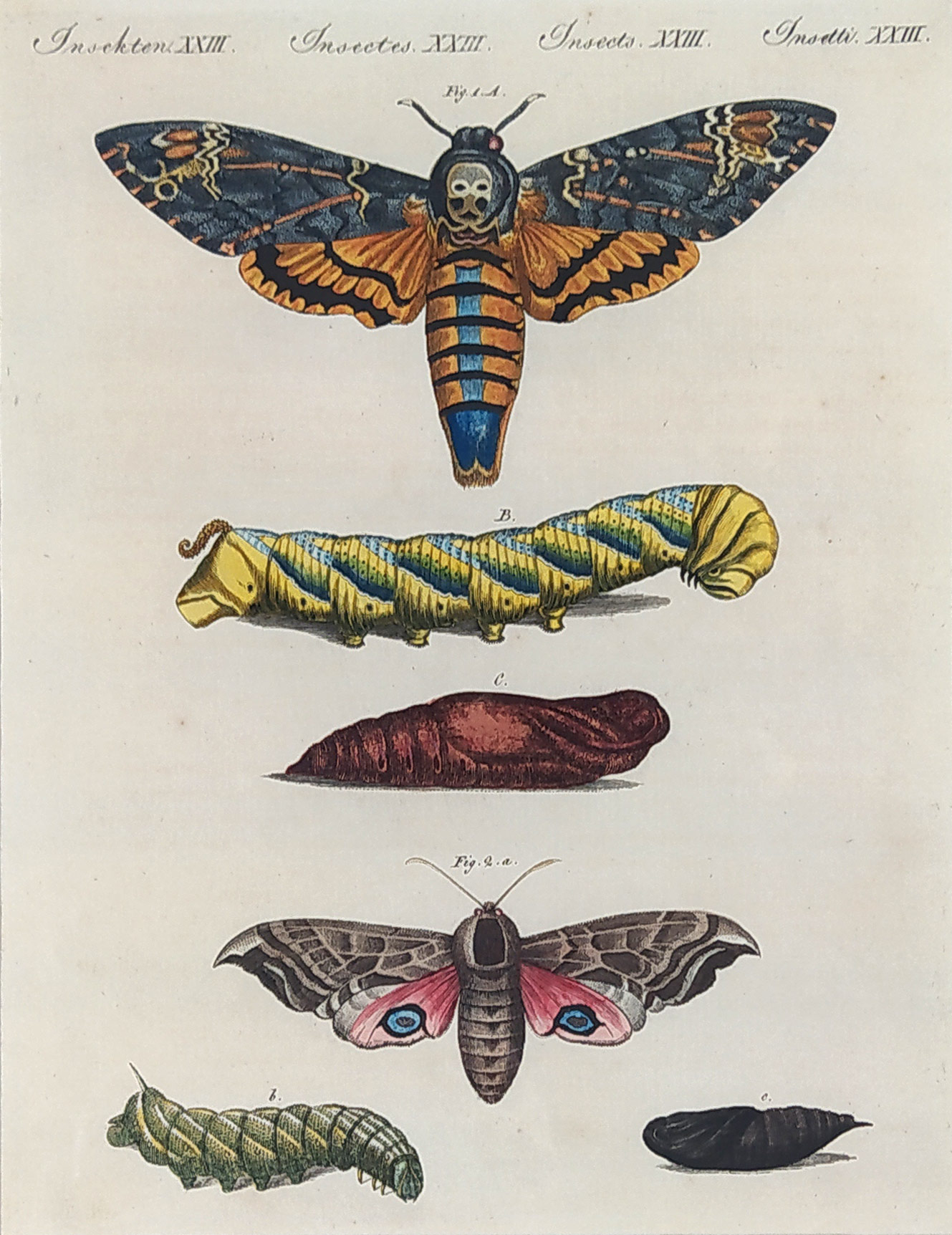 Schmuzer Jacob Xaver – Lišaj smrtihlav, Lišaj paví oko, staře kolorovaný původní mědiryt, ca 1760