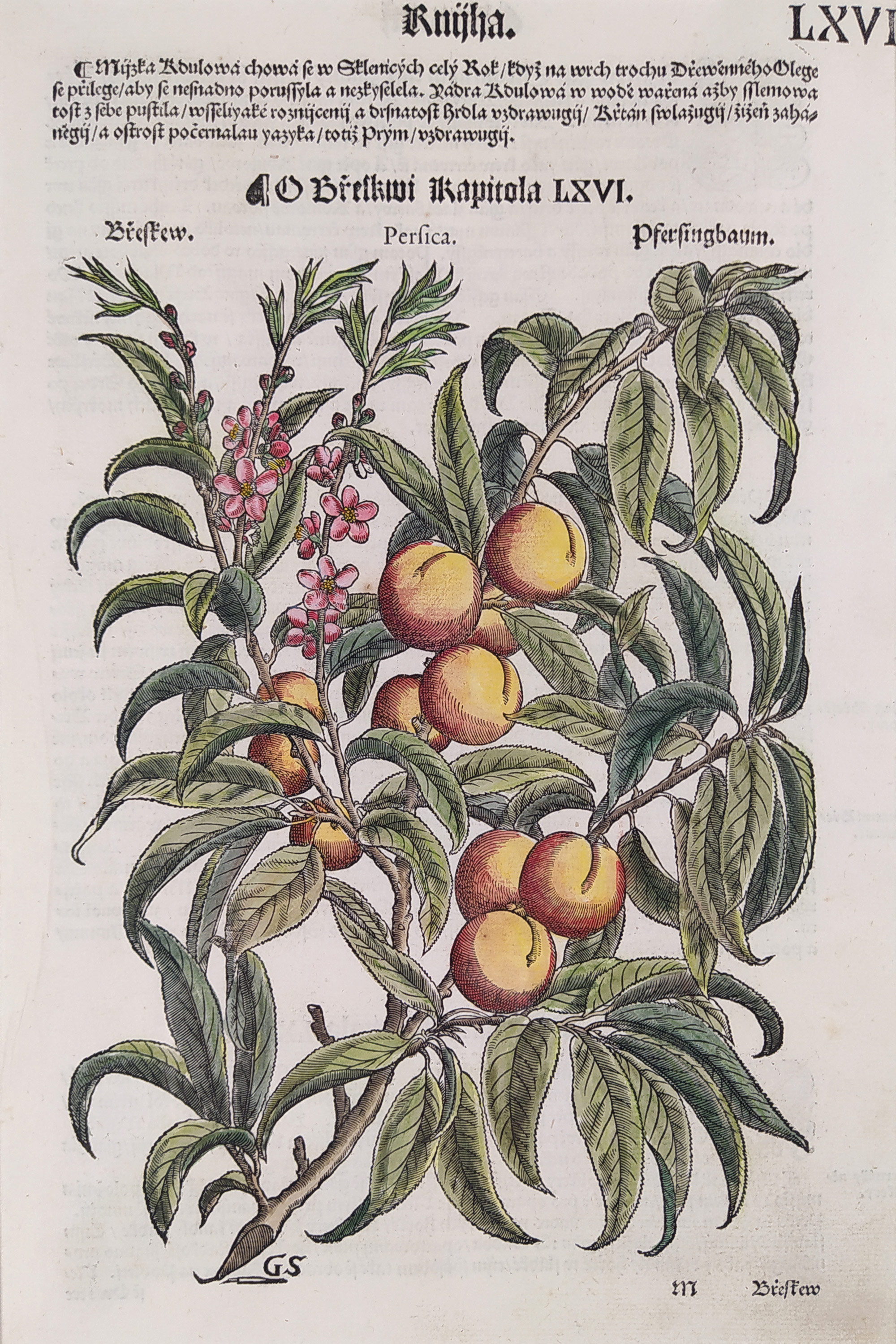 Mattioli Pietro Andrea – Broskvoň obecná, kolorovaný původní dřevořez, 1562