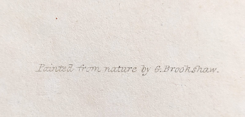 Brookshaw George – Rybíz, Groups of Fruit, staře kolorovaný původní mědiryt, 1819