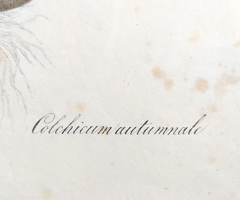 Nees von Esenbeck Th. Fr. L. – Ocún podzimní, Colchicum autumnale, staře kolorovaná původní litografie, 1828