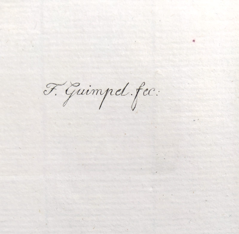 Guimpel Friedrich – Leknín vonný, Nymphaea odorata, staře kolorovaný původní mědiryt, 1838