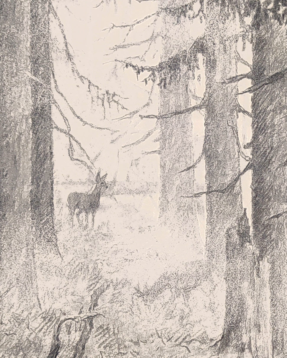 Hildprandt Karel z Ottenhausenu – Lesní zátiší, rozměrná kresba tužkou, 1950