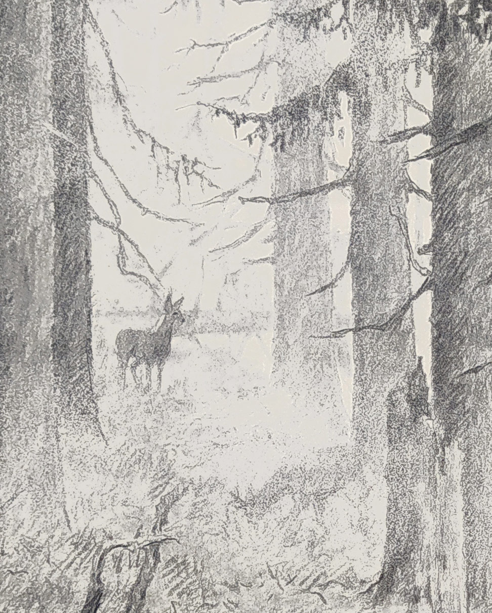 Hildprandt Karel z Ottenhausenu – Lesní zátiší, rozměrná kresba tužkou, 1950