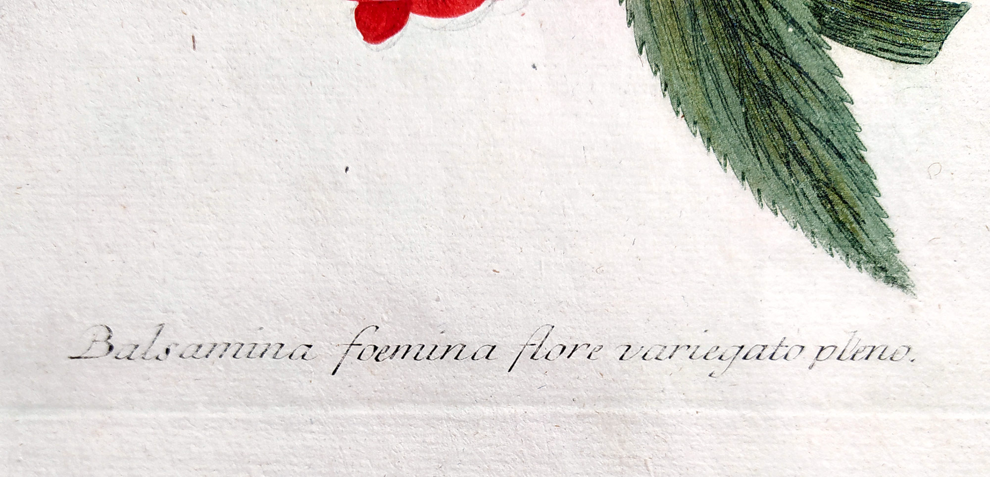 Weinmann Johann Guilielm – Balzamína, staře kolorovaná původní mezzotinta, 1734–1745